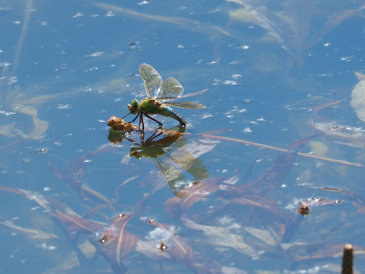 Fresh dragonfly
