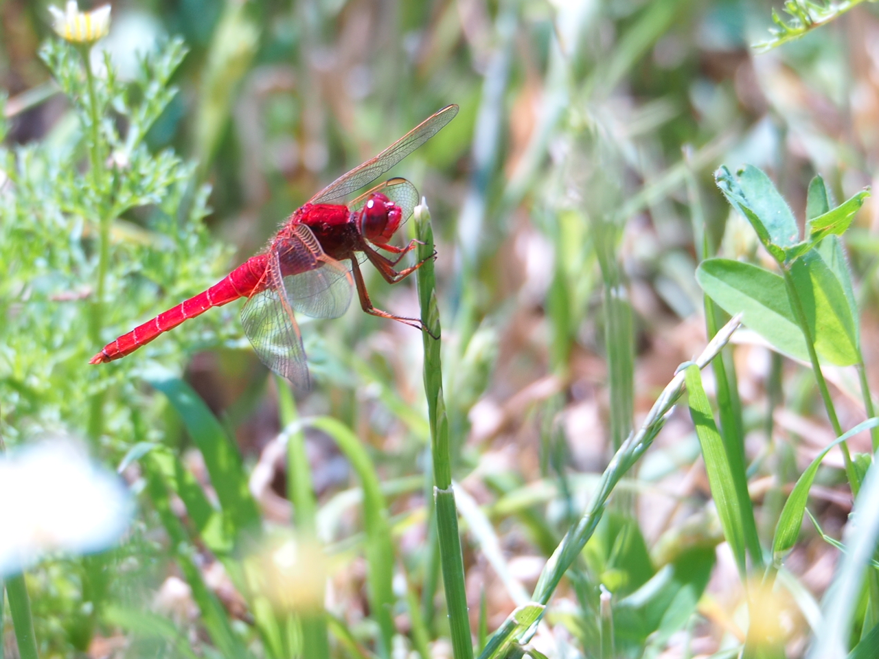 fiery red dragonfly