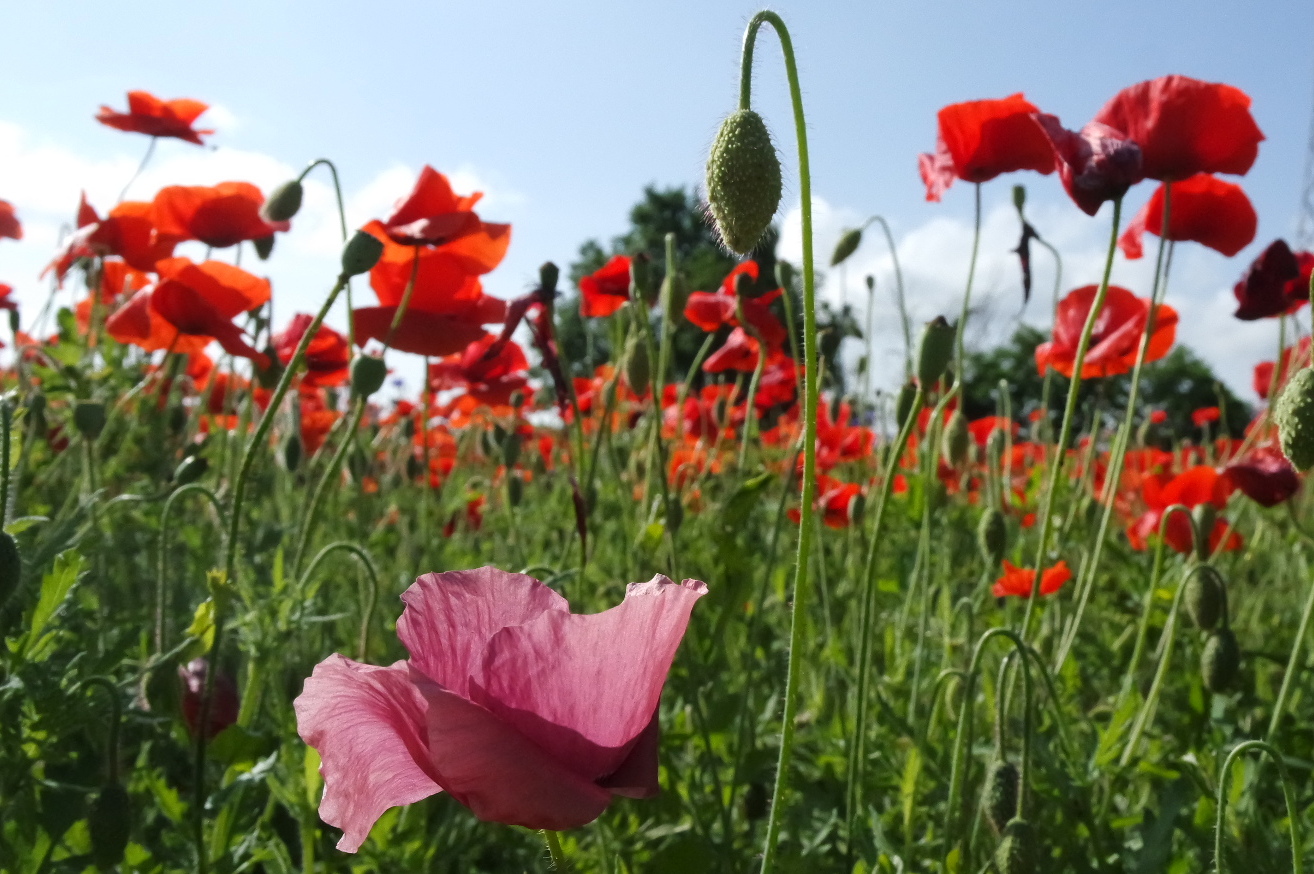 Papaveri