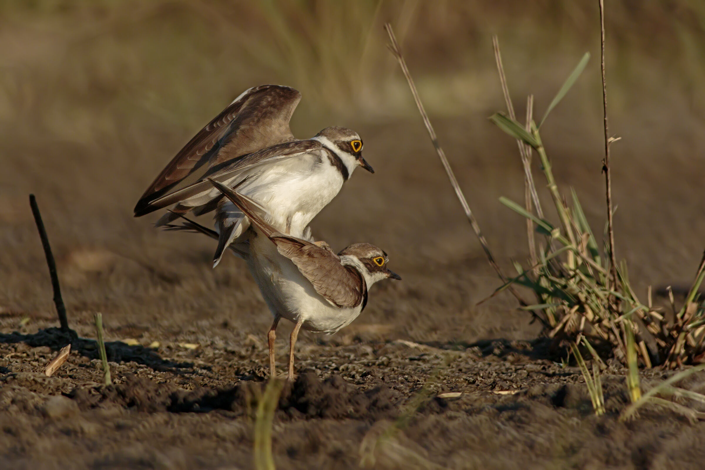 Corrieri in accoppiamento