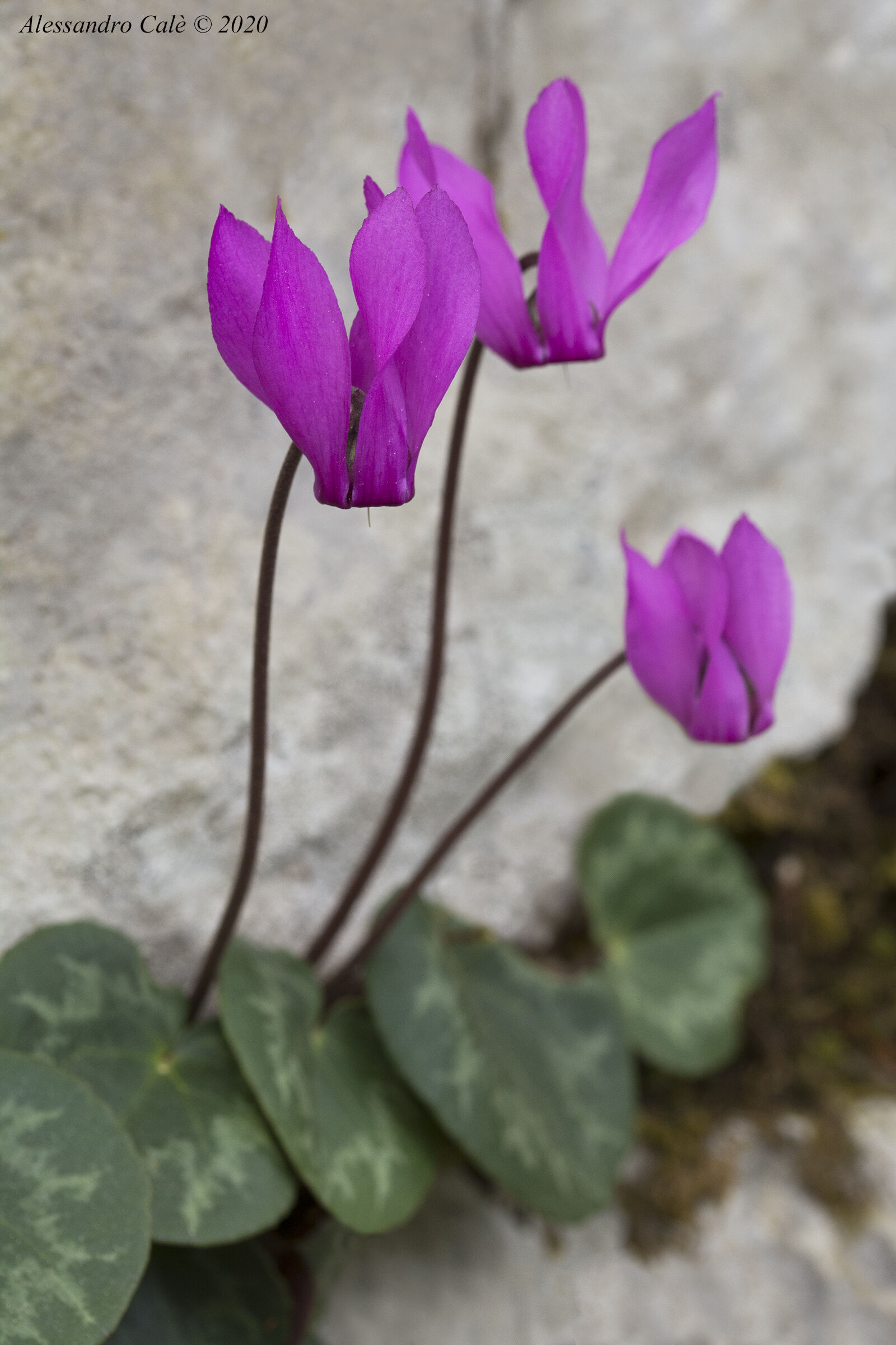 Cyclamen purpurescens (Ciclamino delle Alpi) 7874