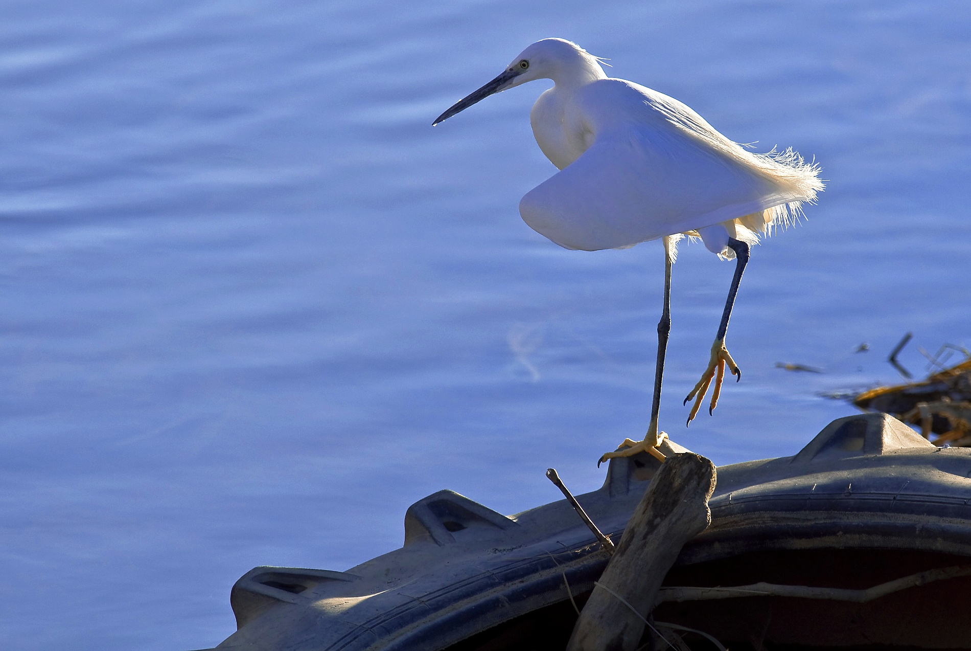 Egret at sunset