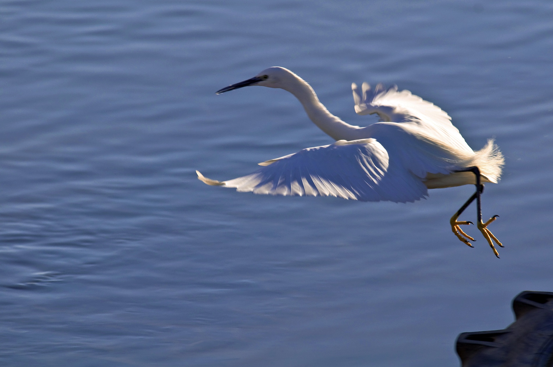 Egret at sunset