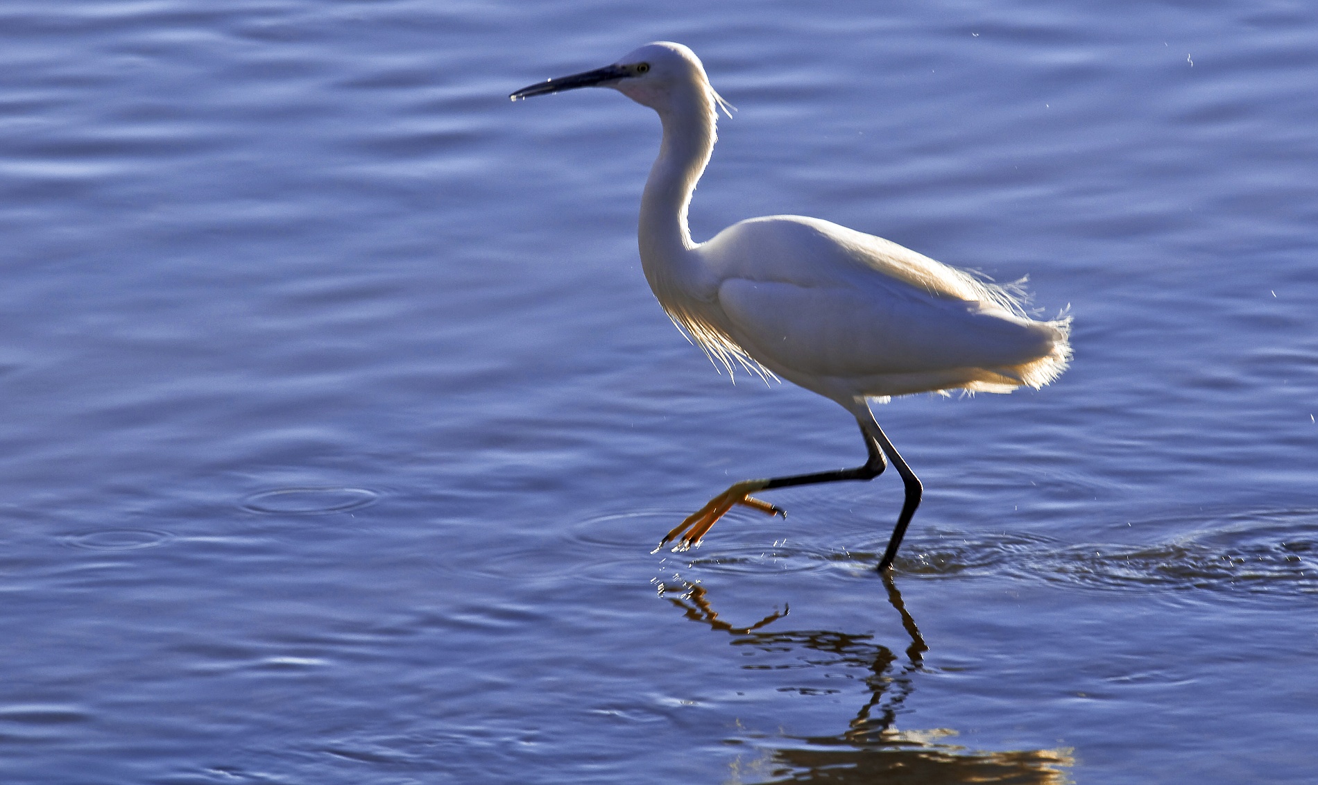Egret at sunset