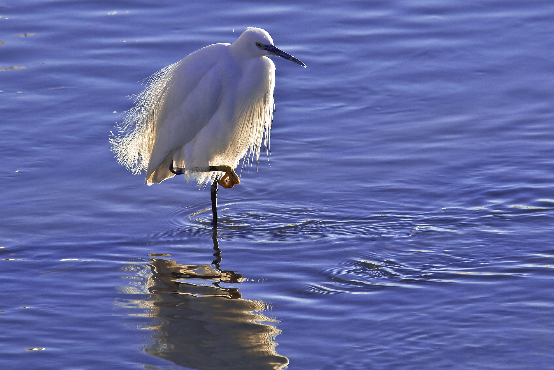 Egret at sunset