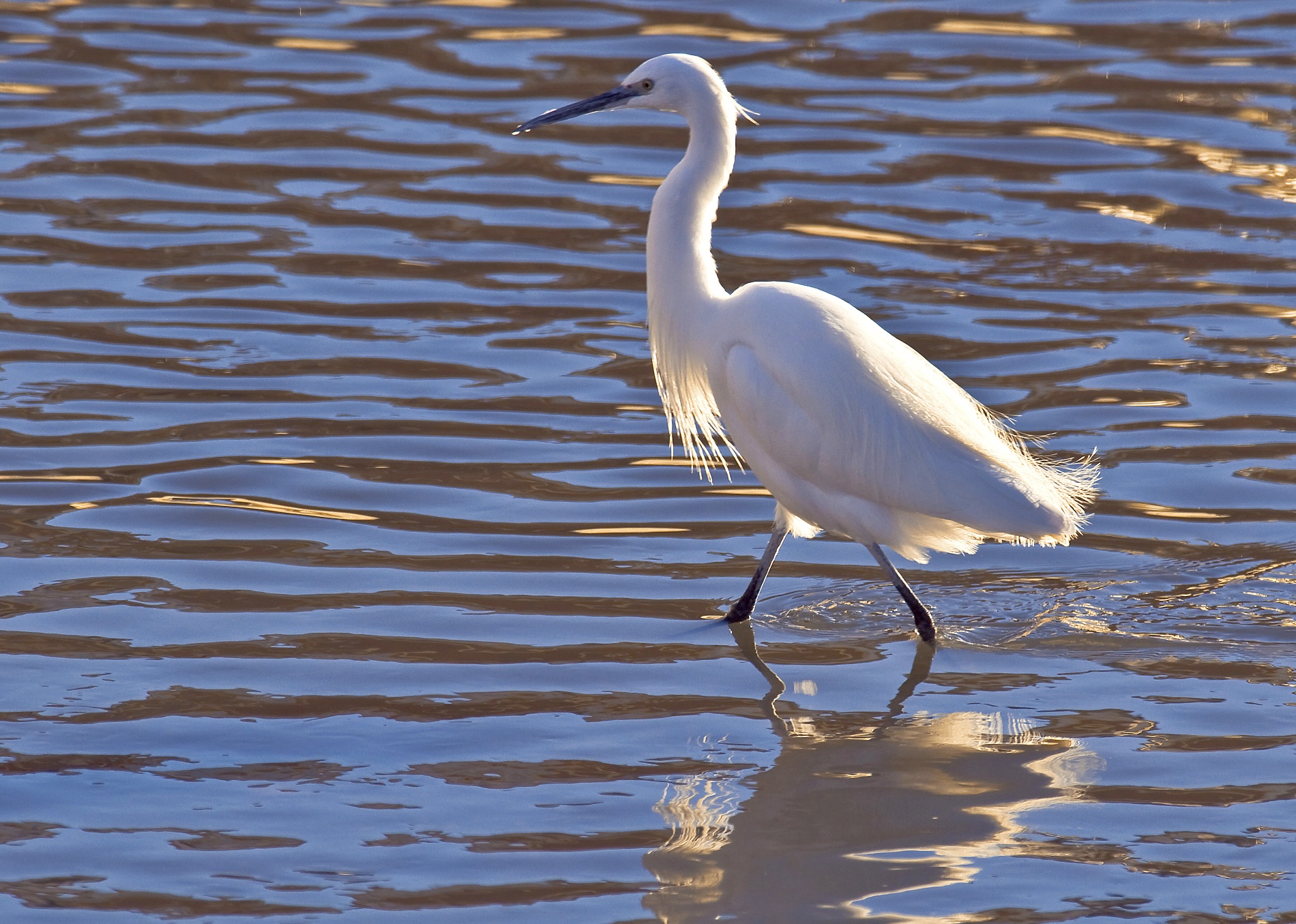 Egret at sunset