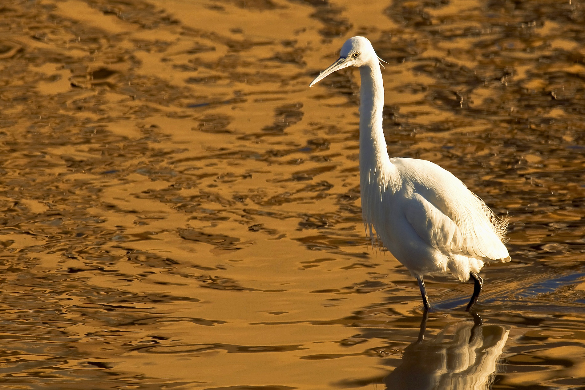 Egret at sunset