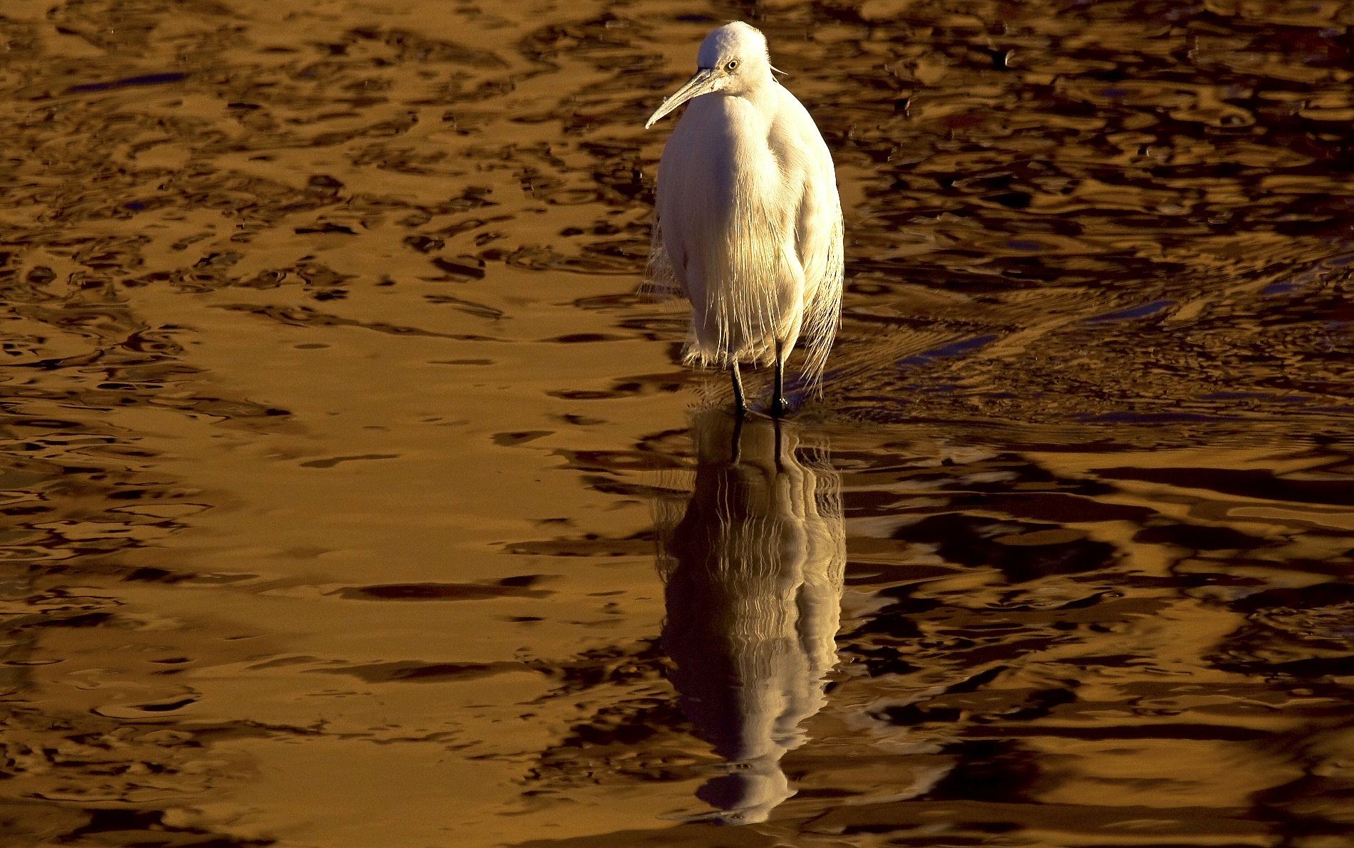 Egret at sunset