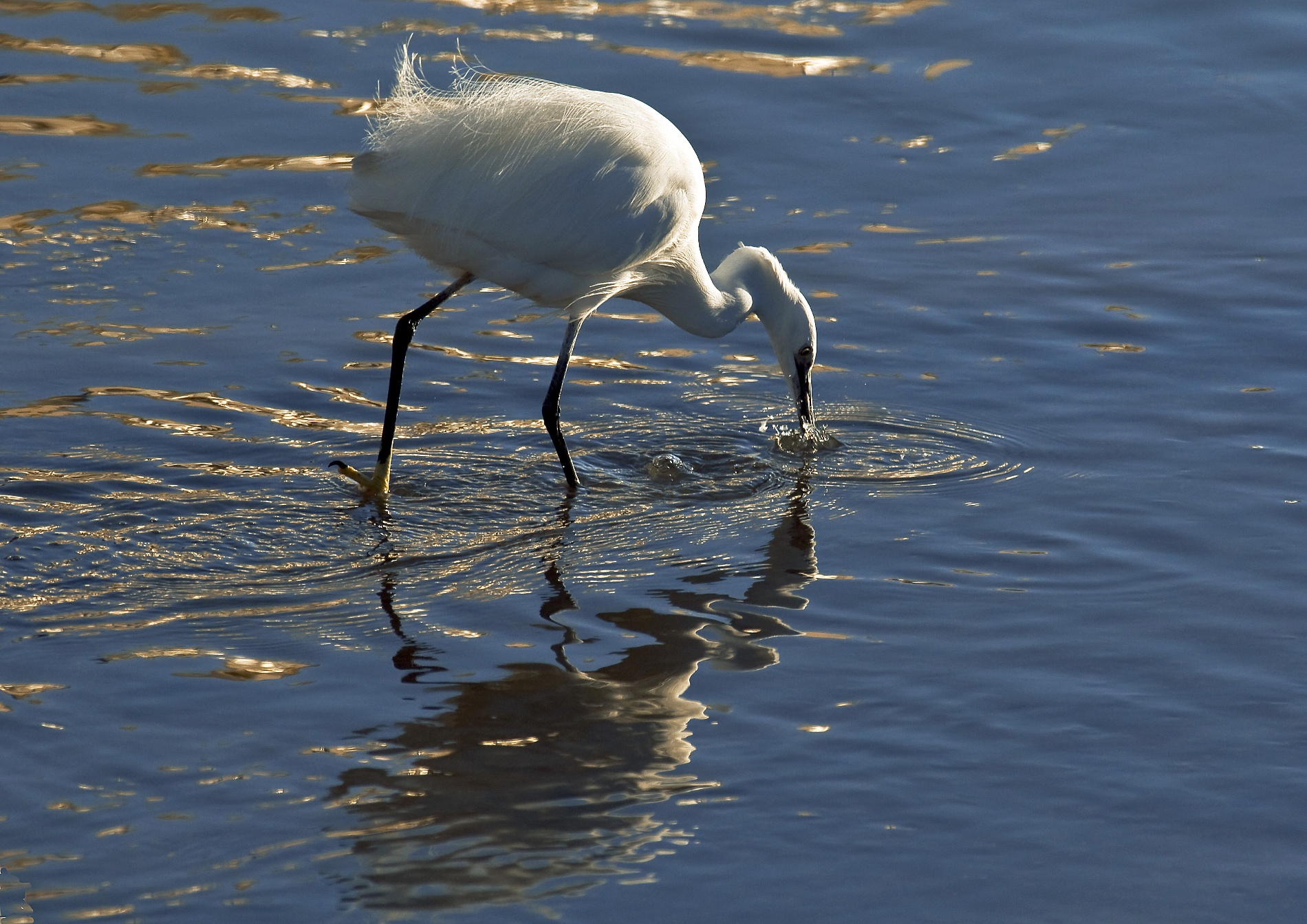 Egret at sunset