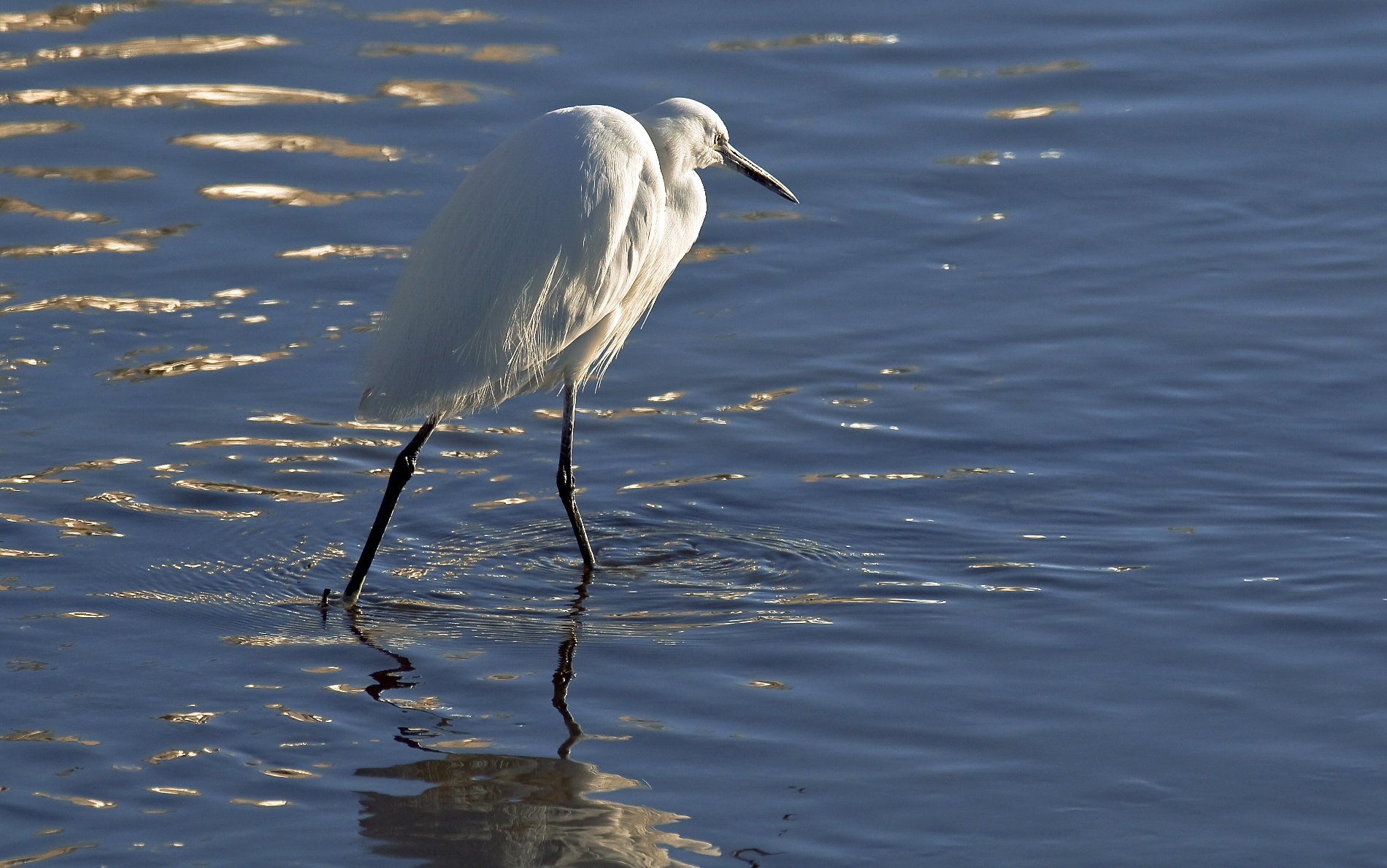 Egret at sunset