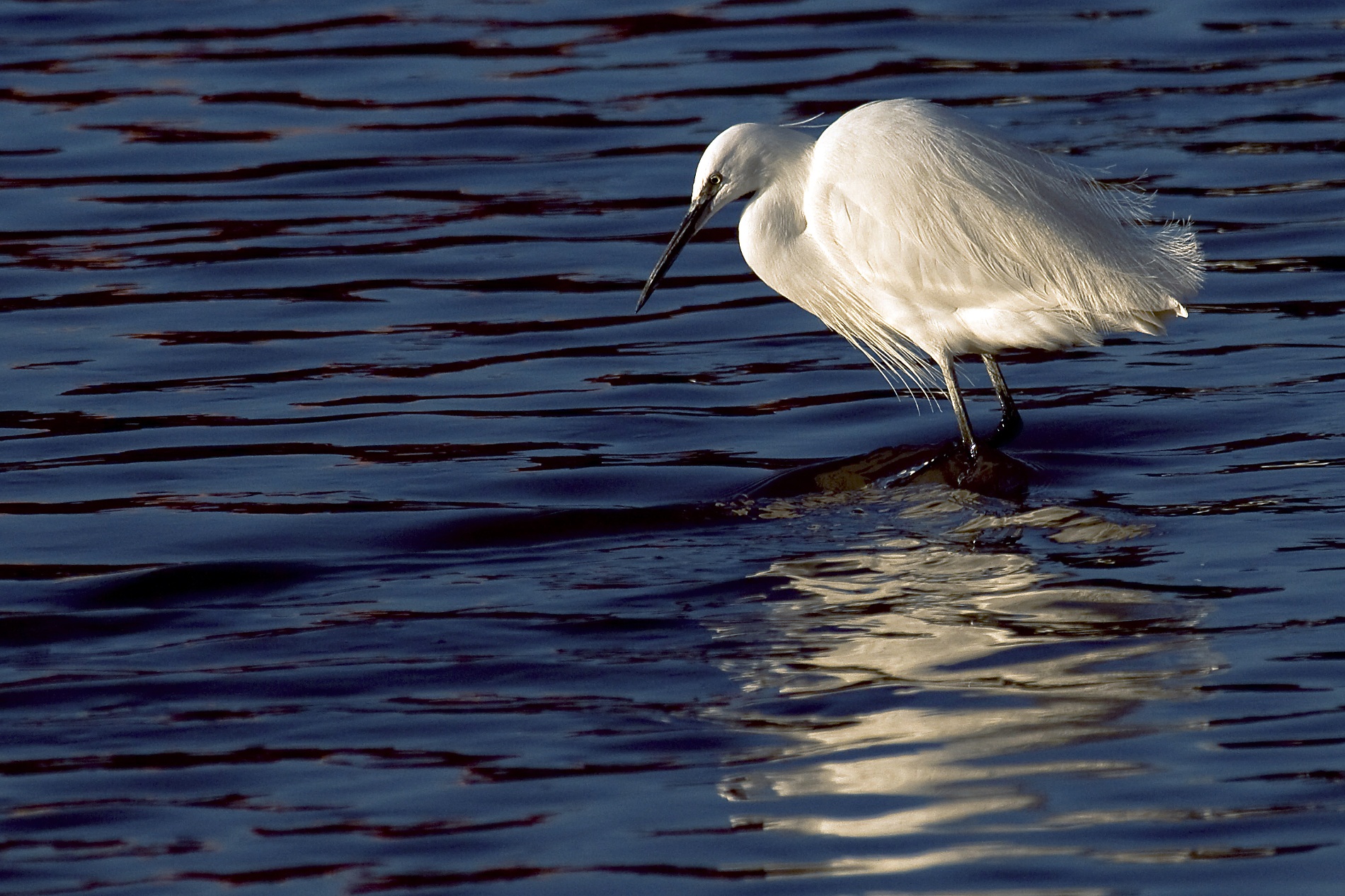 Egret at sunset