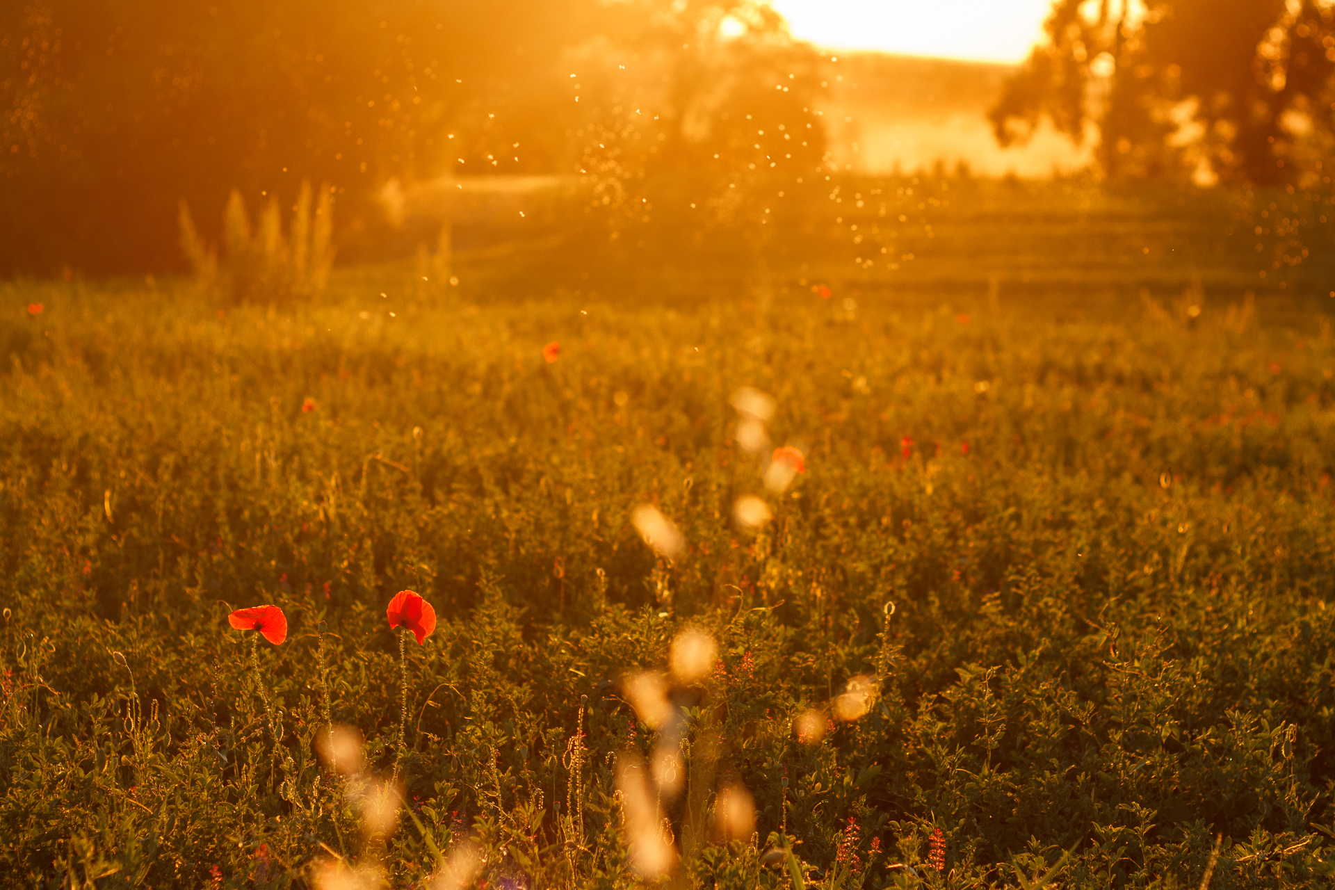 Poppies, sunset and golden insects