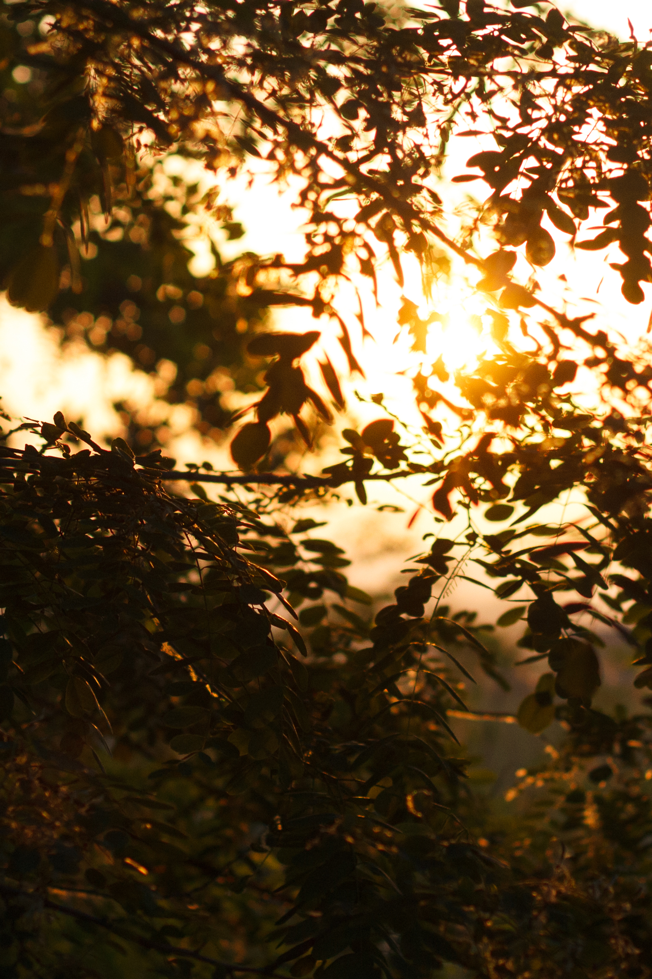 Fragment of light in the green