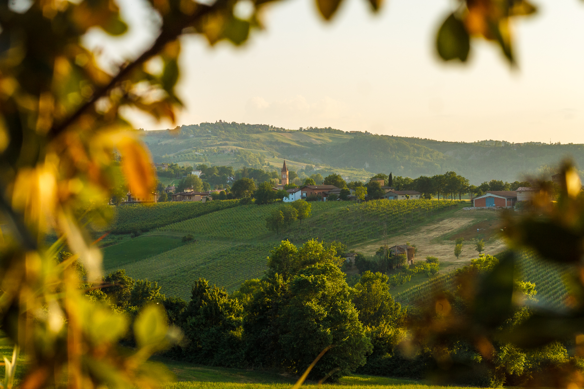 Landscape from the hills of Castelvetro