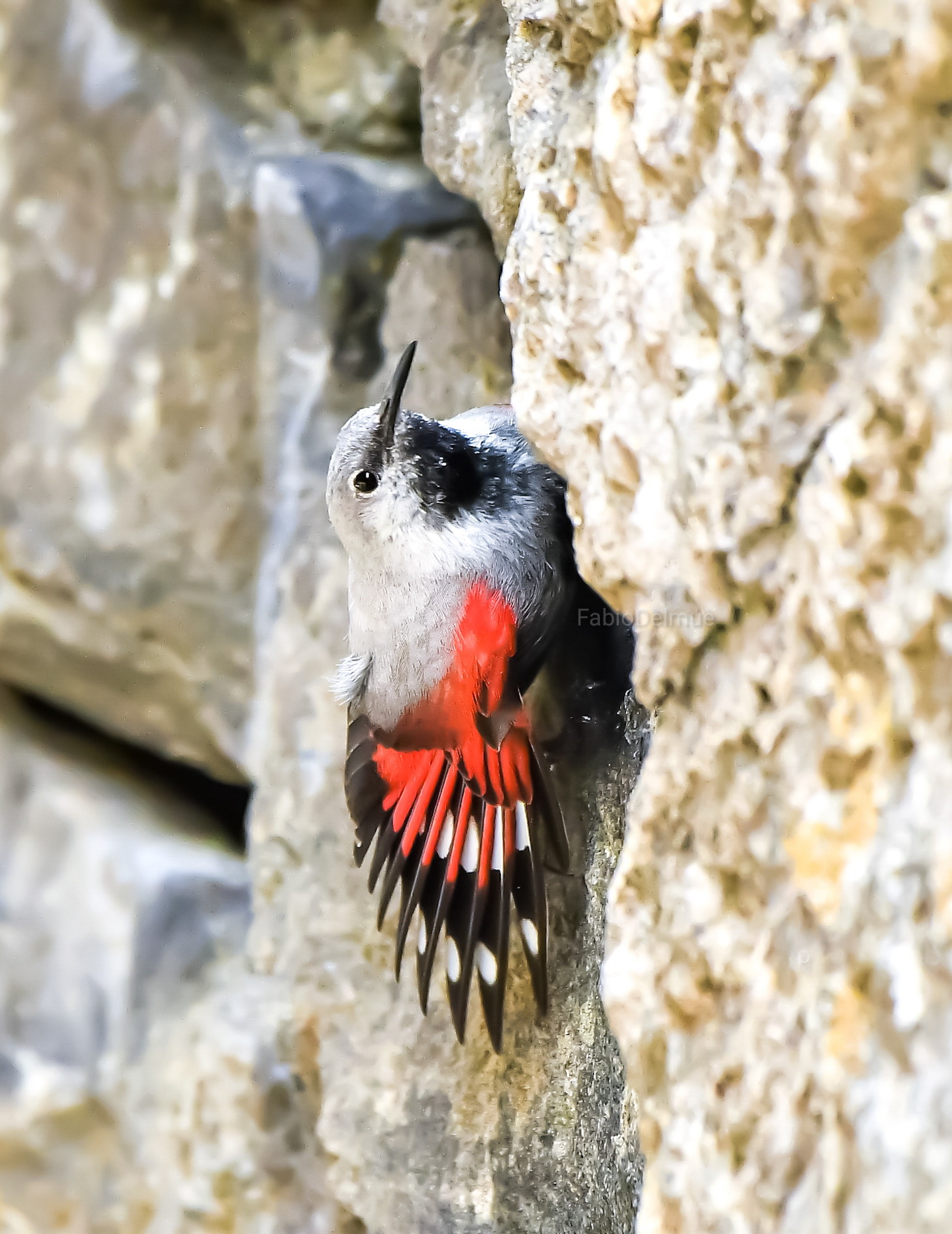 Wall woodpecker