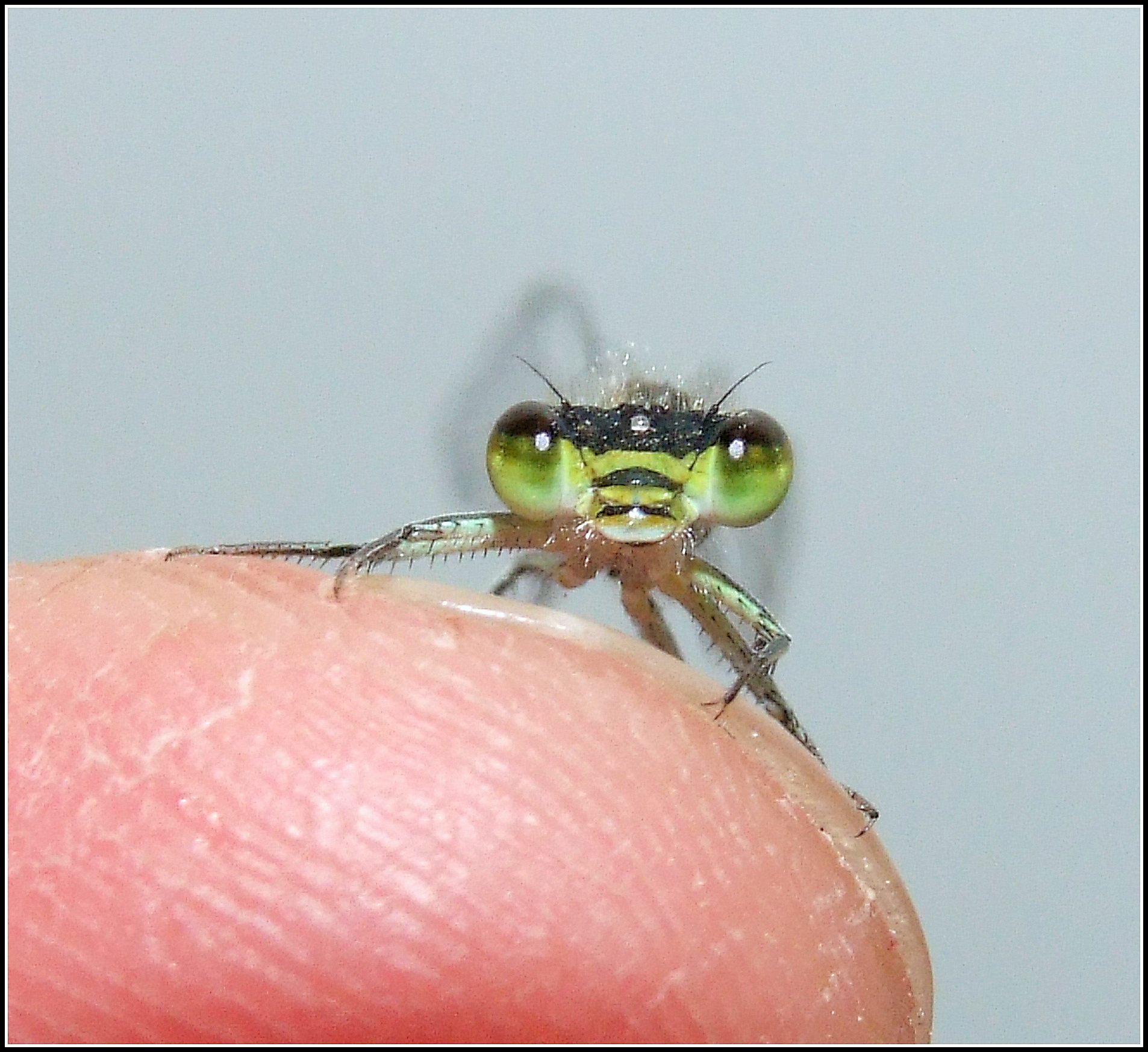 " Ischnura elegans " female