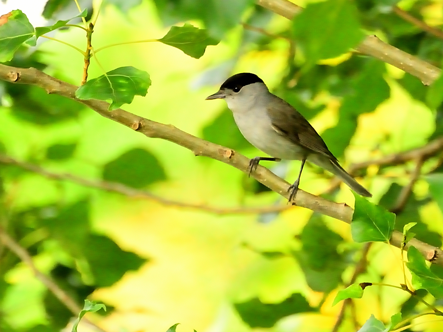 Blackcap