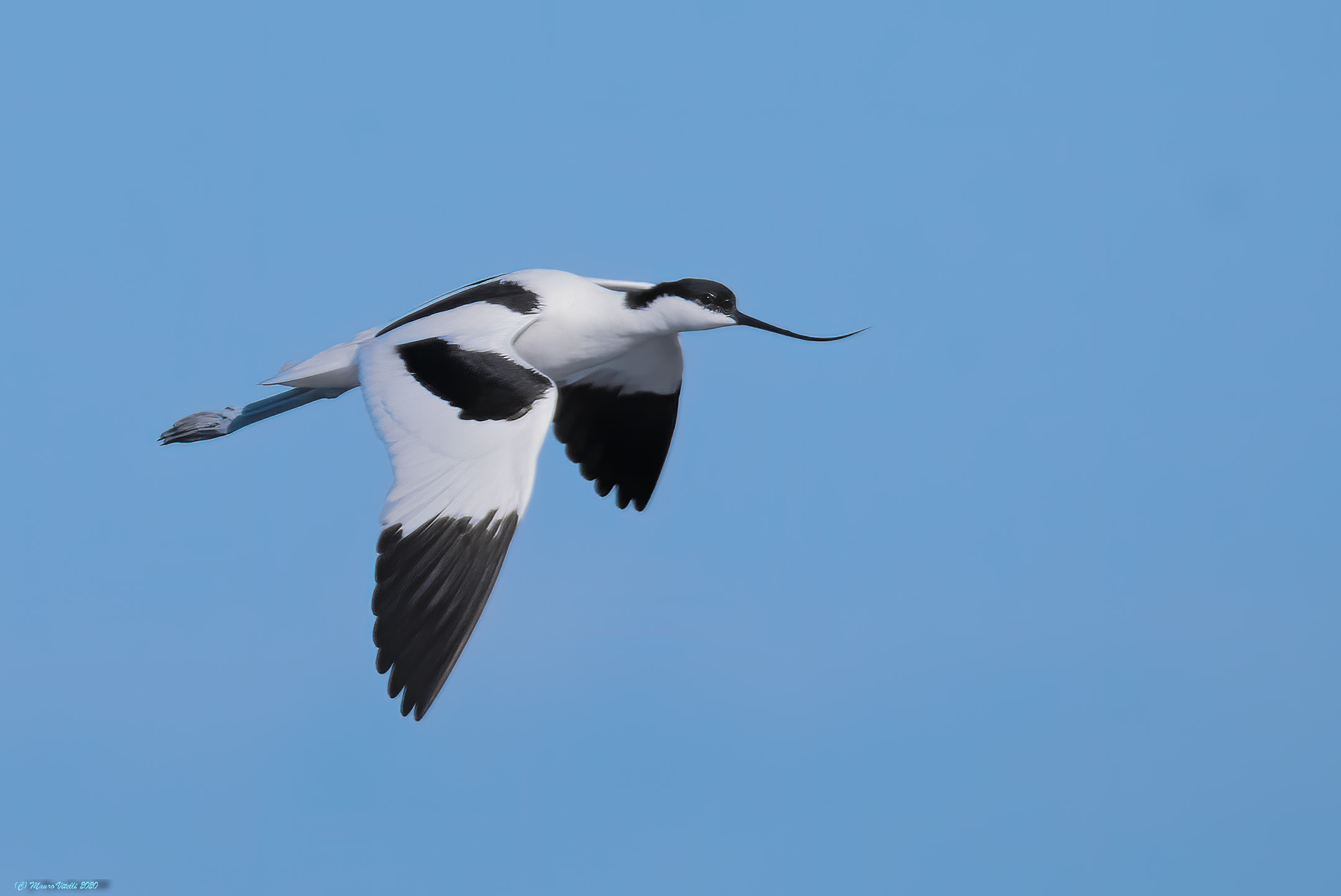 Avocette (Avosetta Curve)