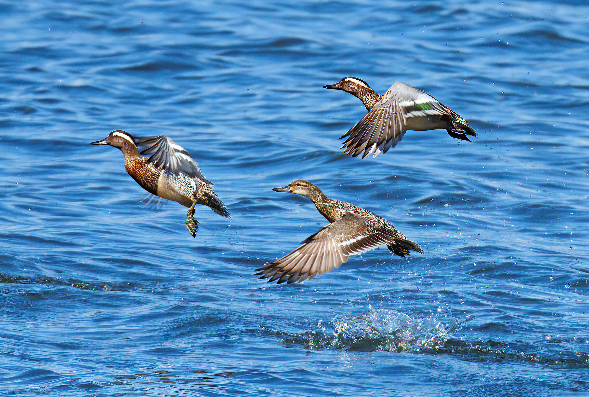 Marziles (Anas querquedula)