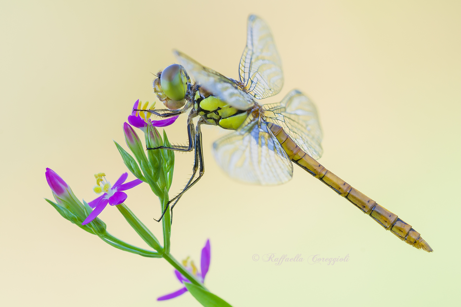 Sympetrum striolatum