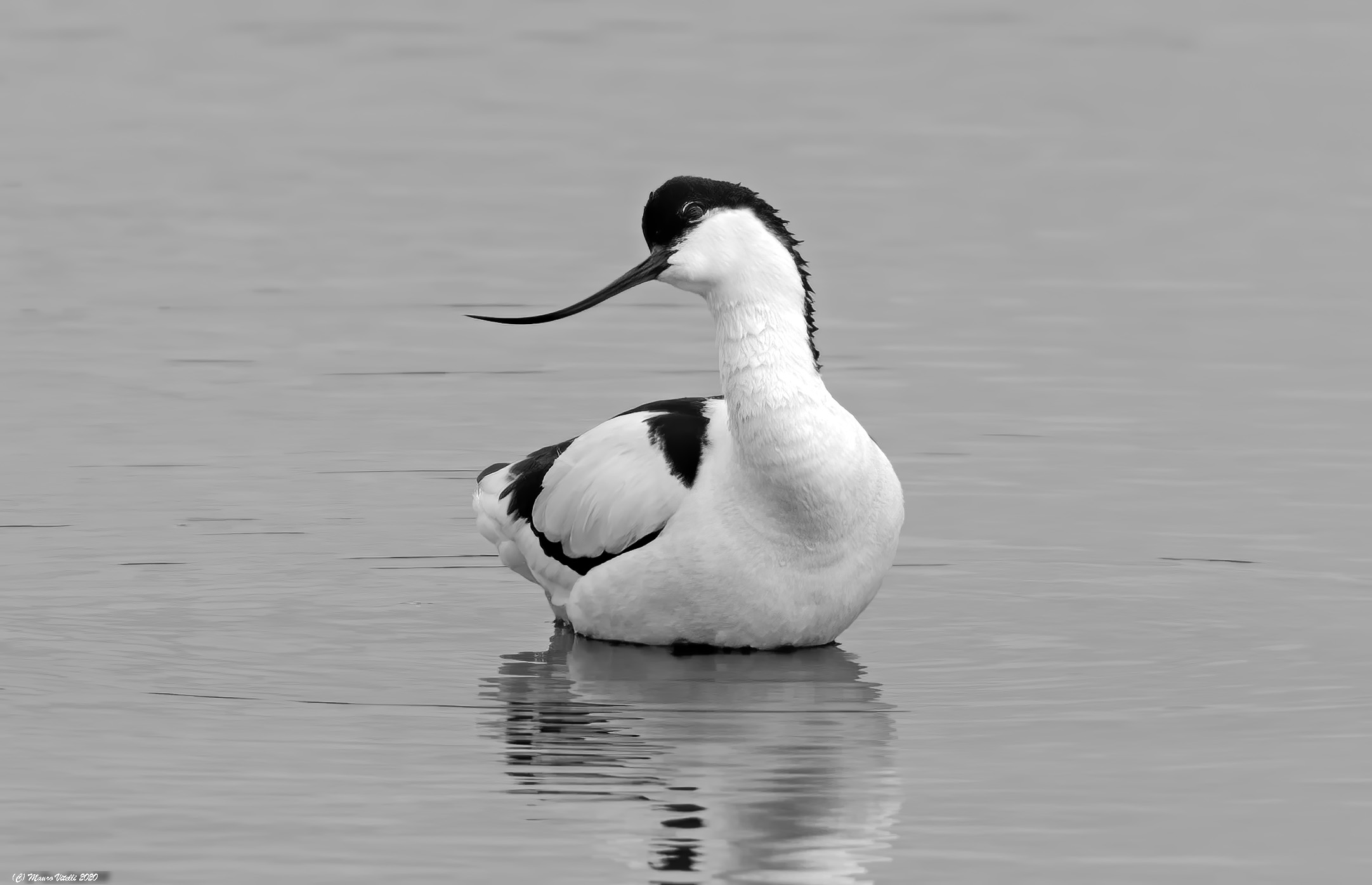 Avocette (Avosetta Curve)