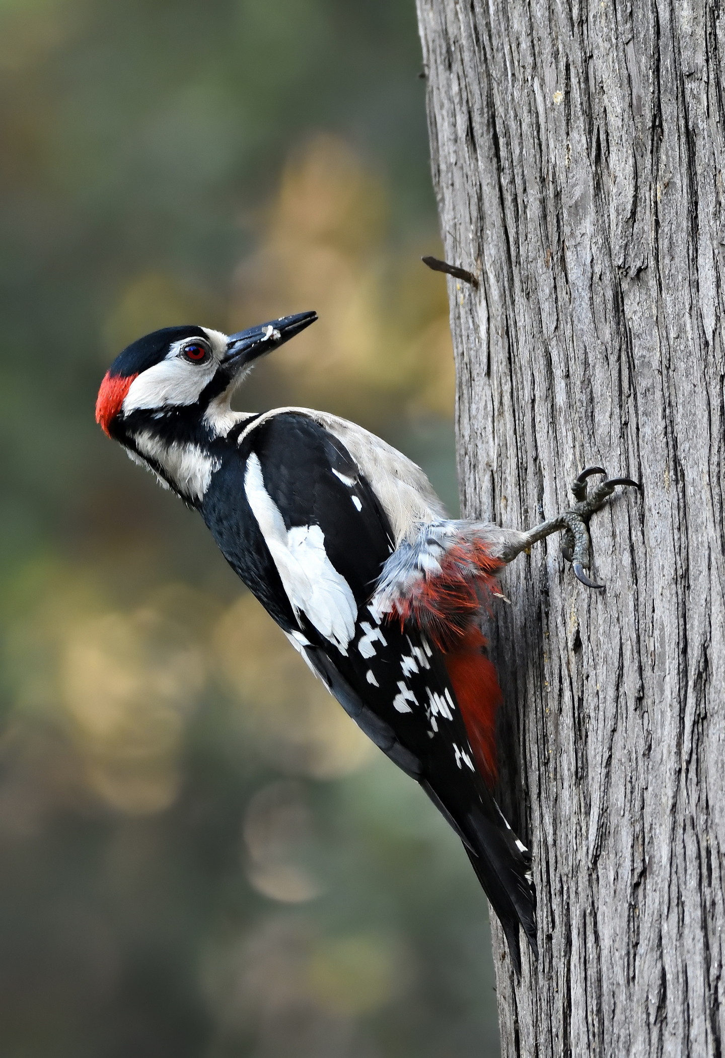 Picchio rosso maggiore (m)