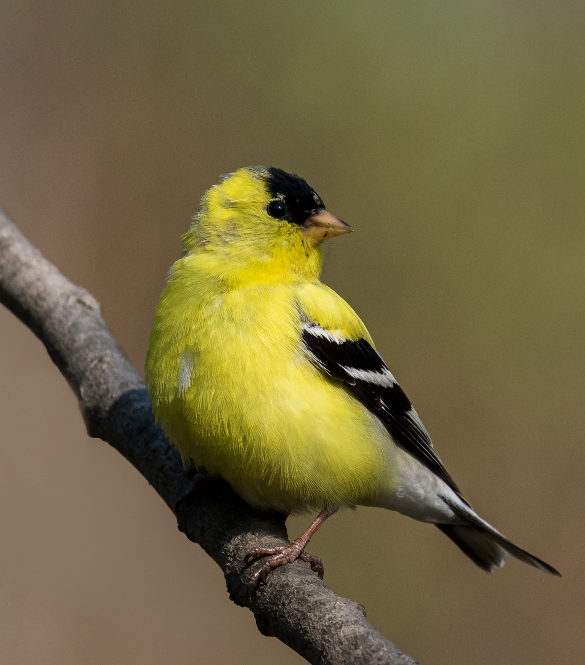 American Goldfinch