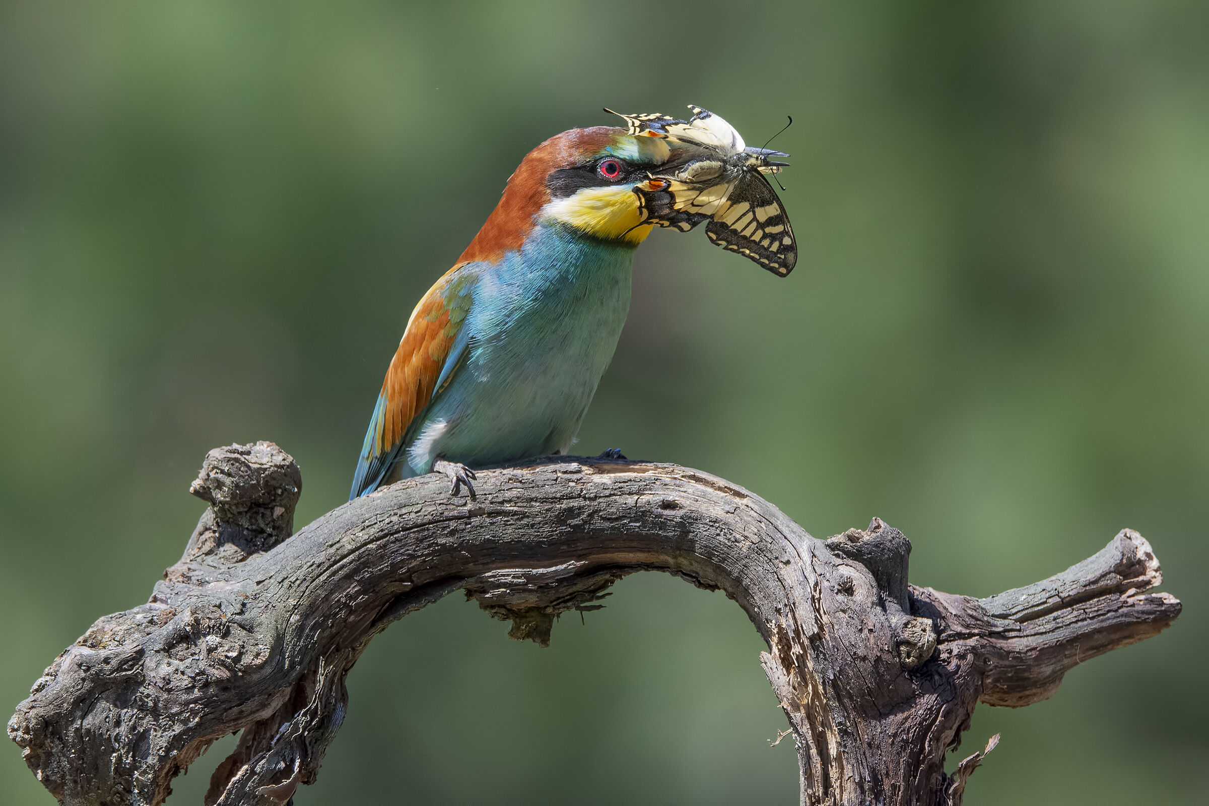 The End of the Macaone