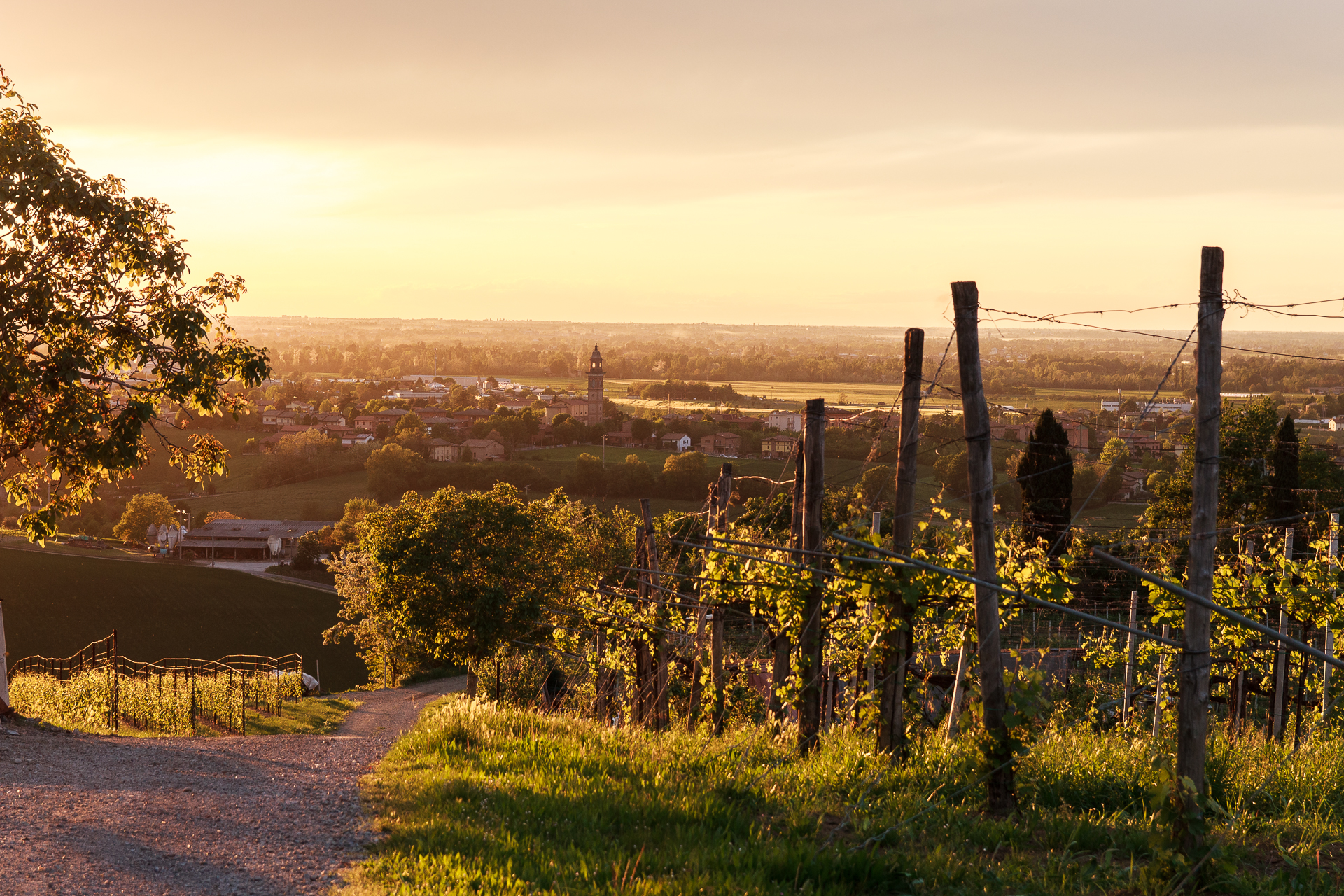 Early morning in the hills of Castelvetro in Modena