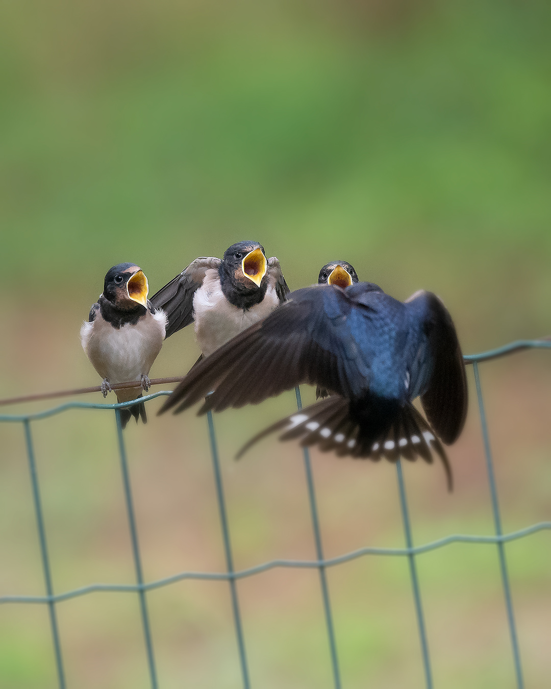 the hour of the gruel