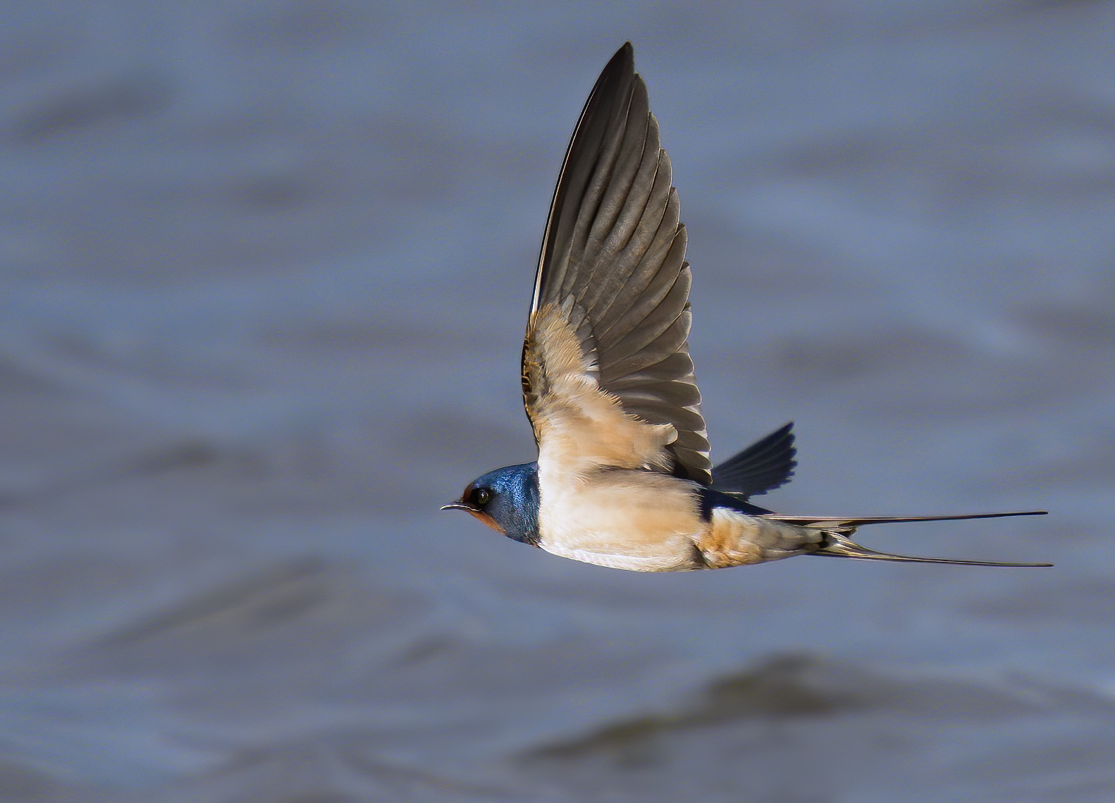 Swallow (Hirundo rustica)