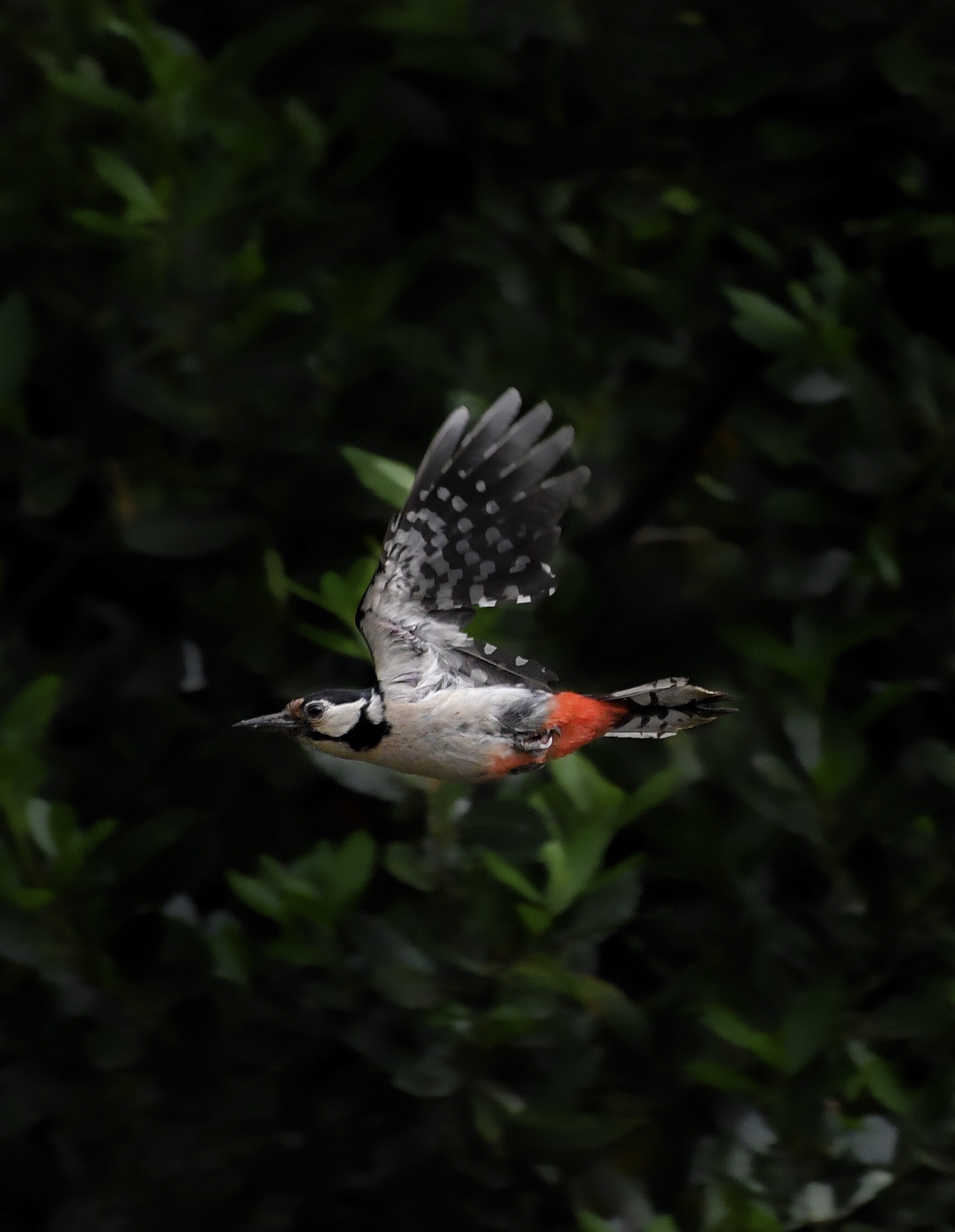 Picchio rosso maggiore