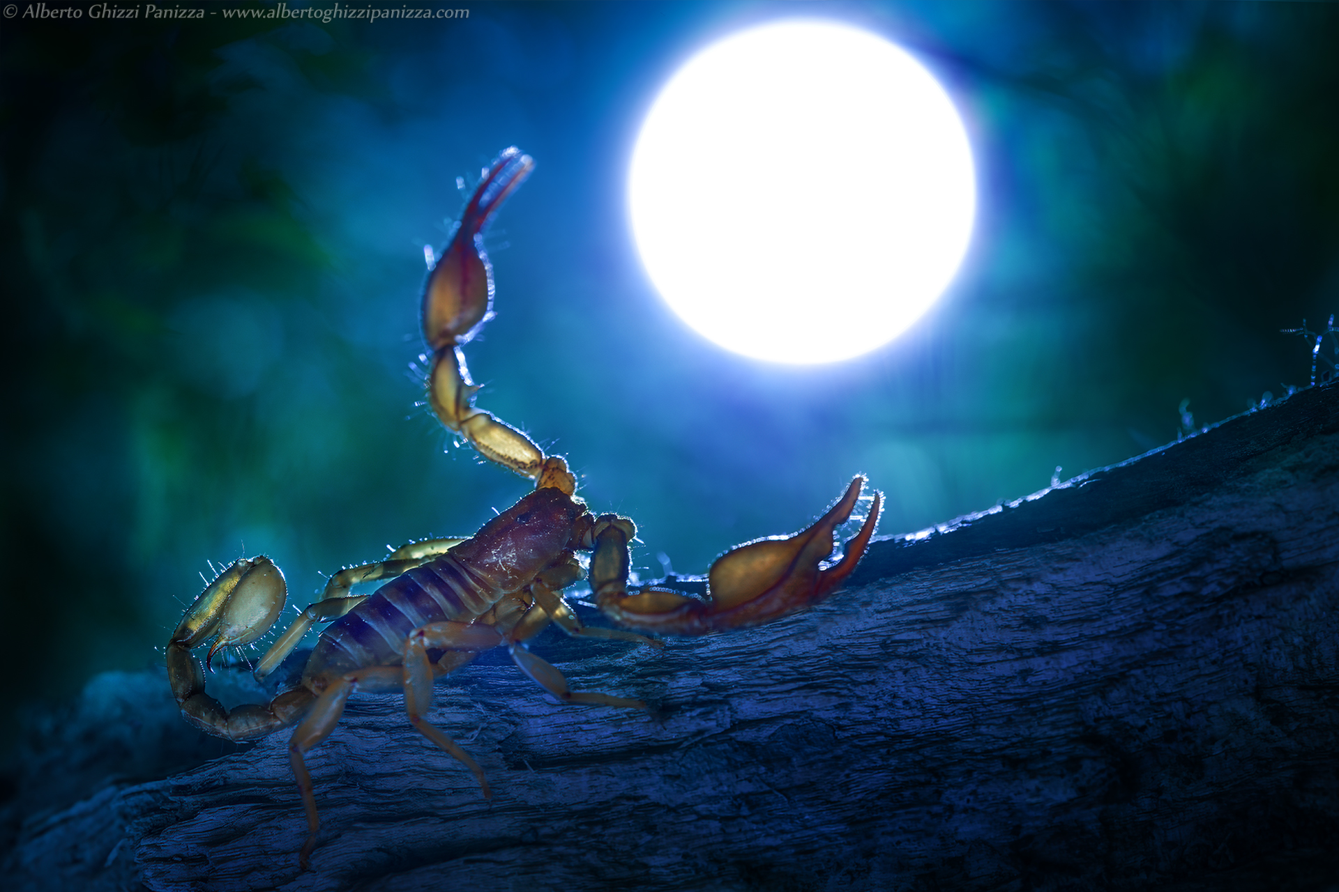 The Scorpion Who Wanted the Moon