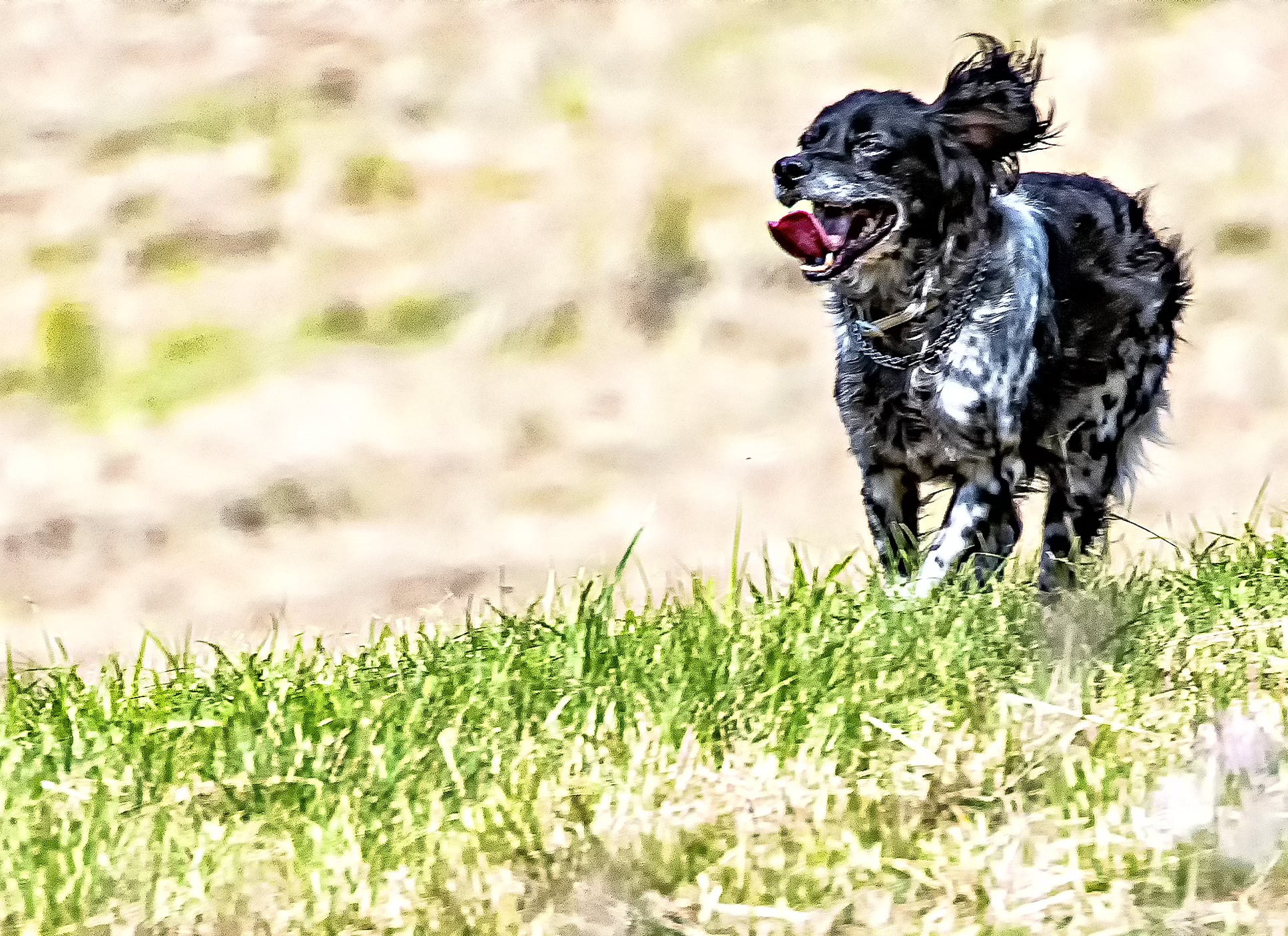 Dogon! Epagneul Breton