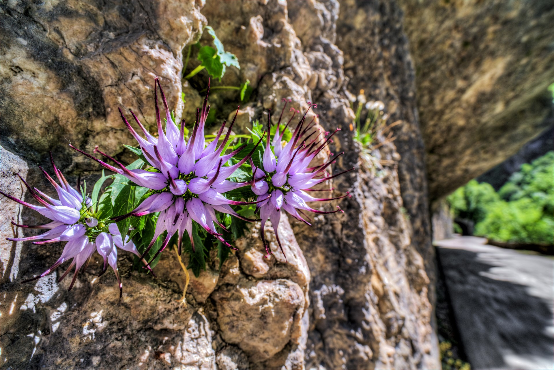 Raponzoli ambientati