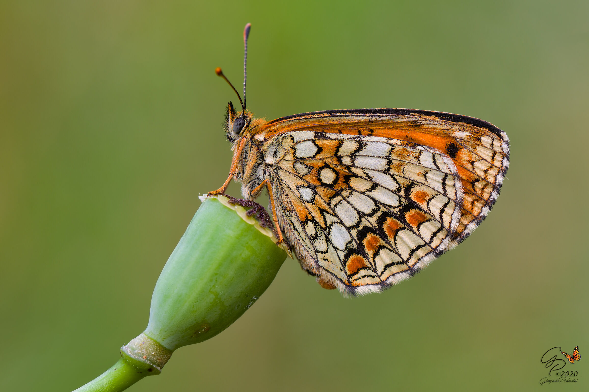 Melitaea