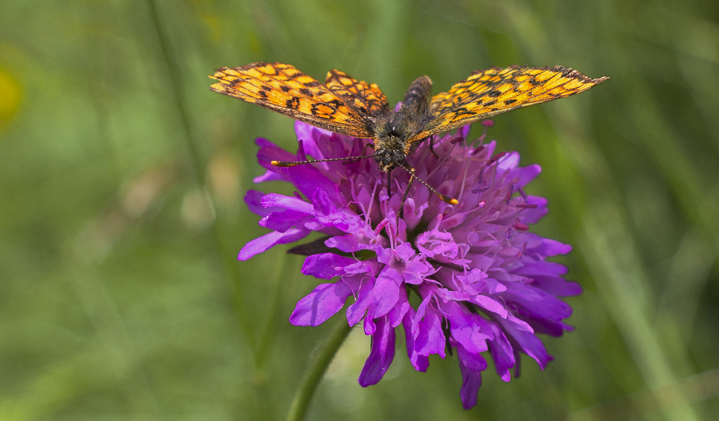 Melitaea Athalia