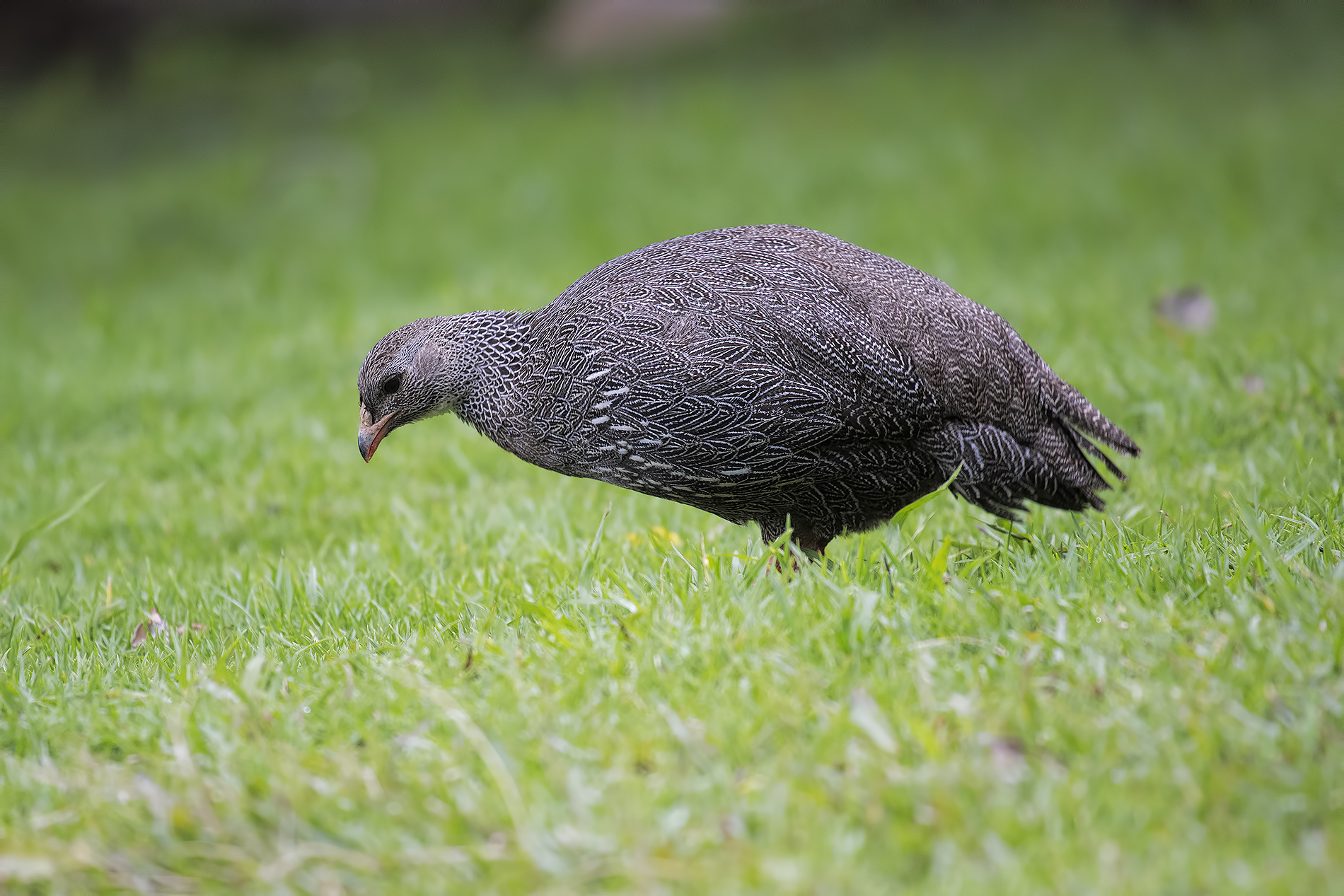 francolino del Capo  South Africa