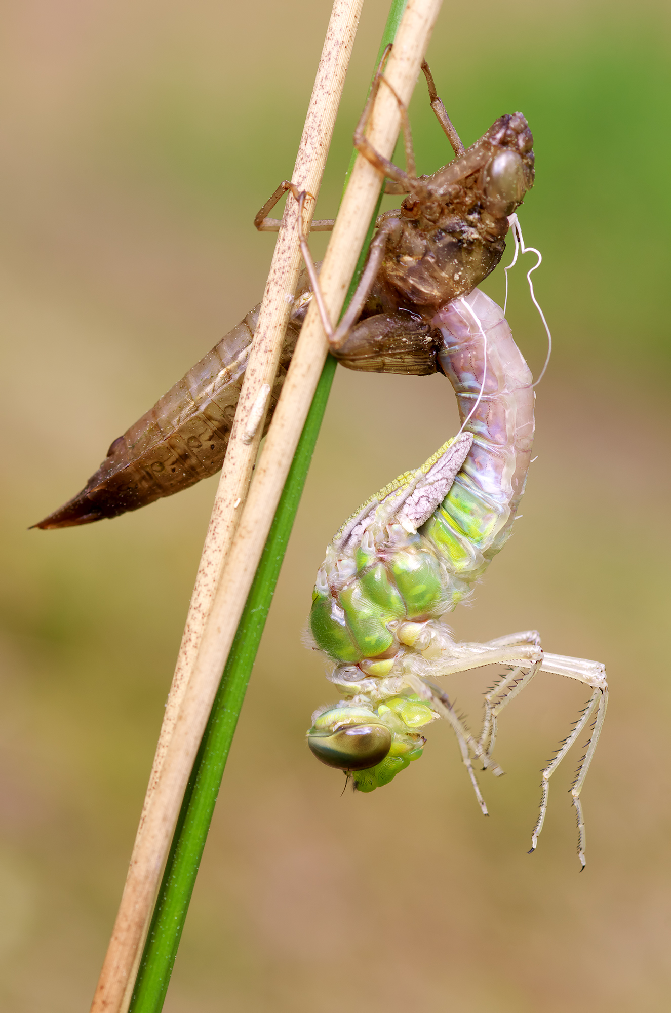 Anax Imperator