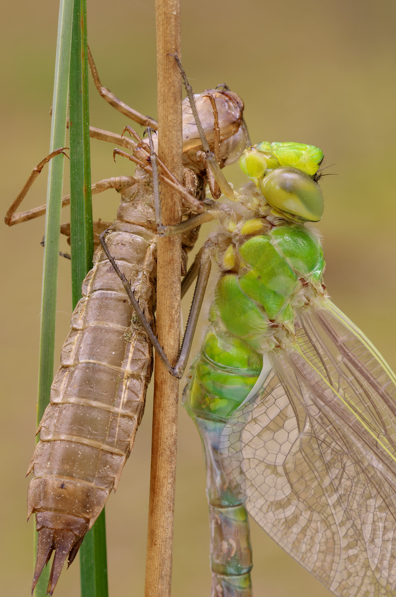 Anax Imperator