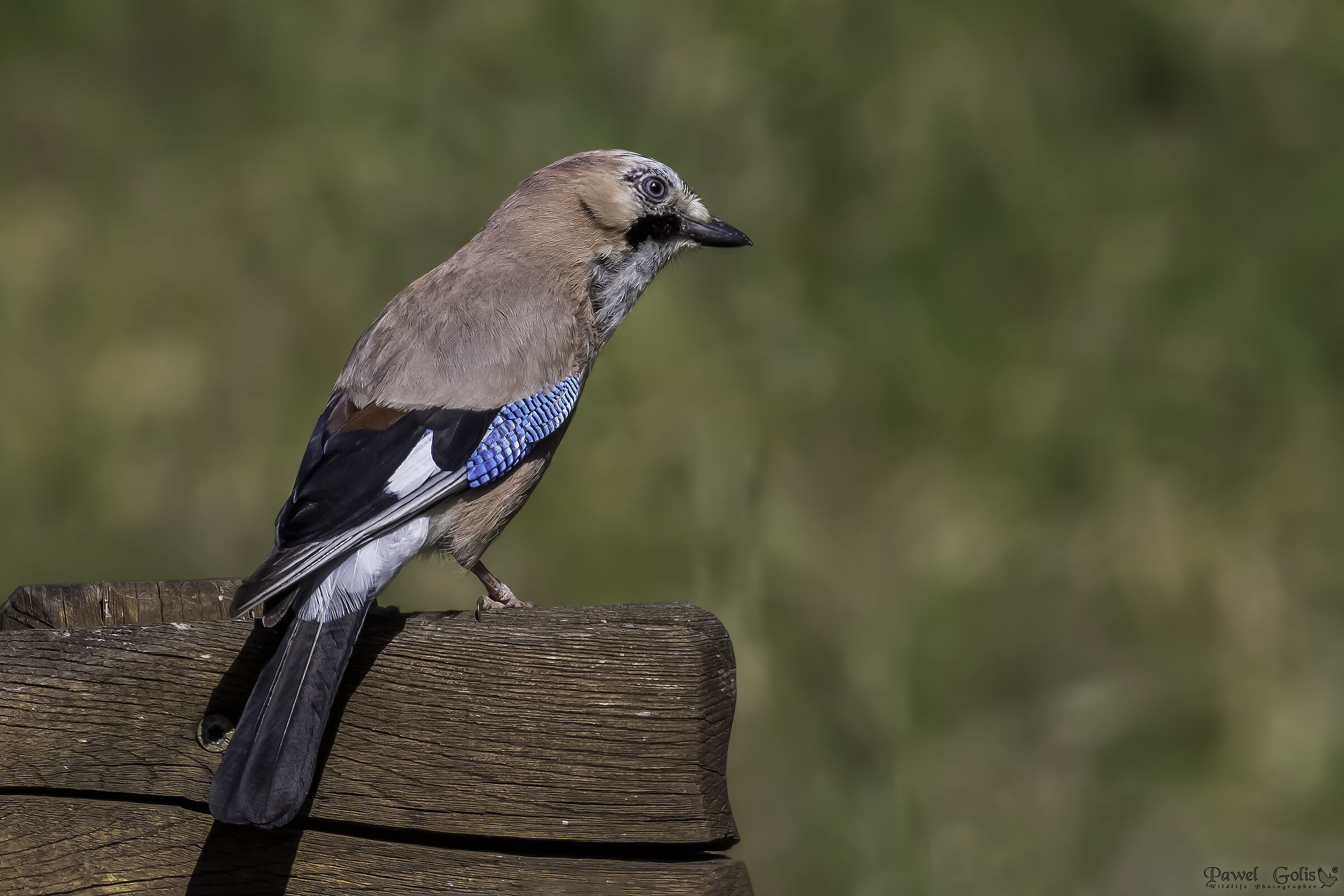 La ghiandaia eurasiatica (Garrulus glandarius)