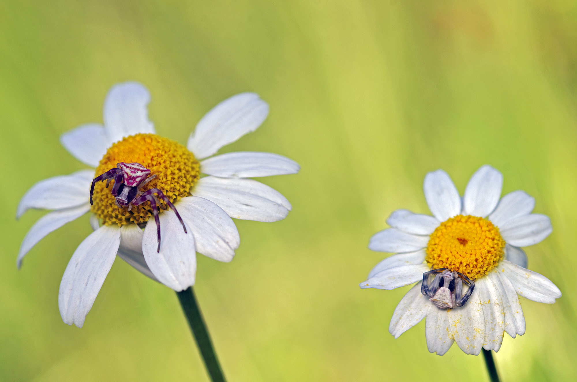 Waiting for the meal