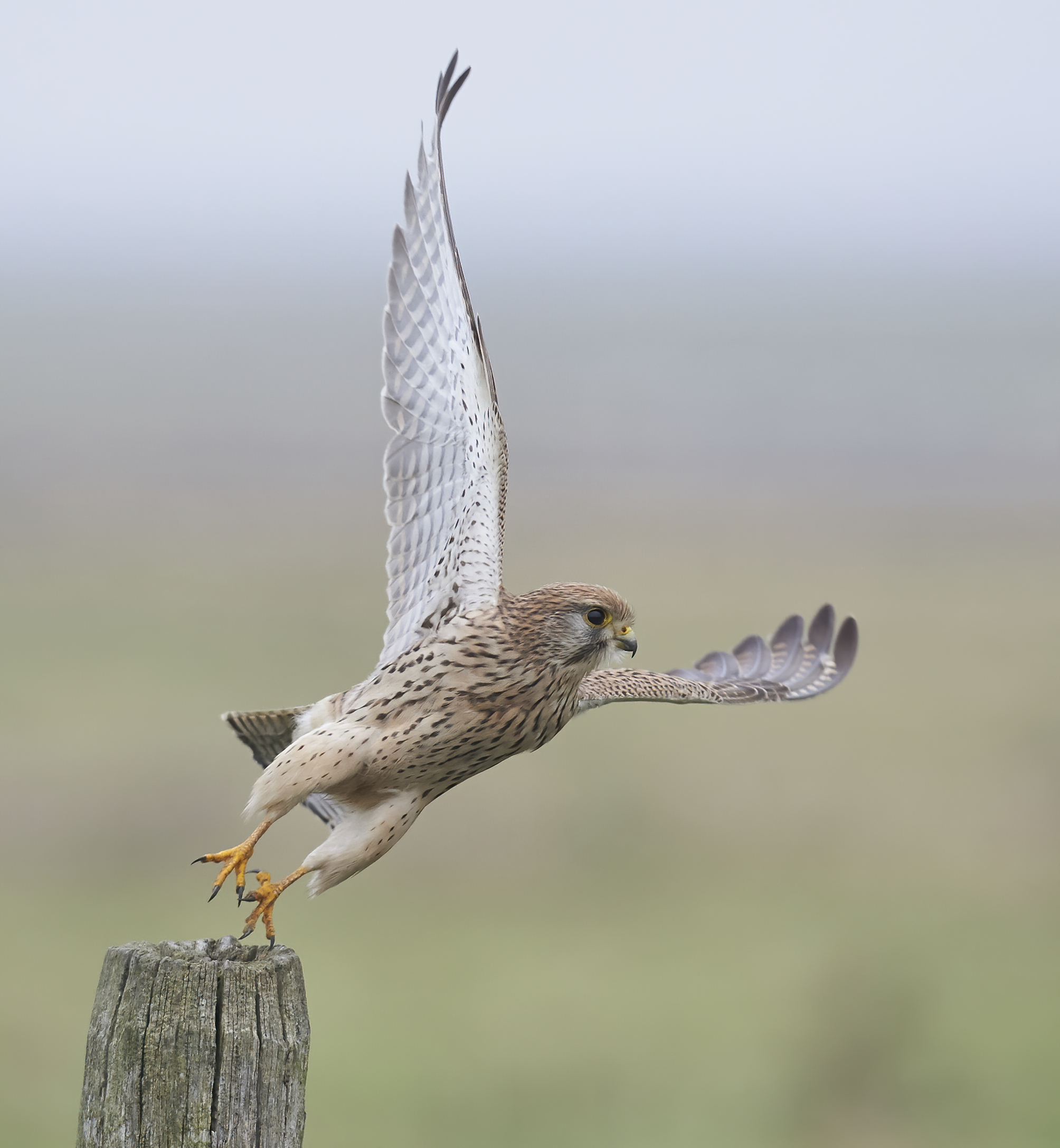 Kestrel europeo