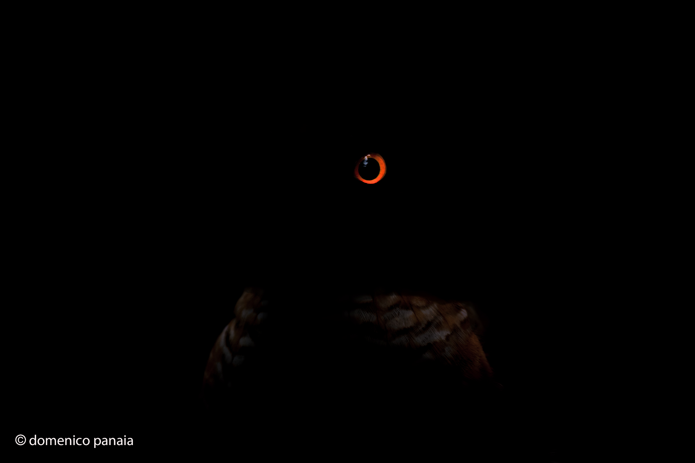 Il rosso nel nero