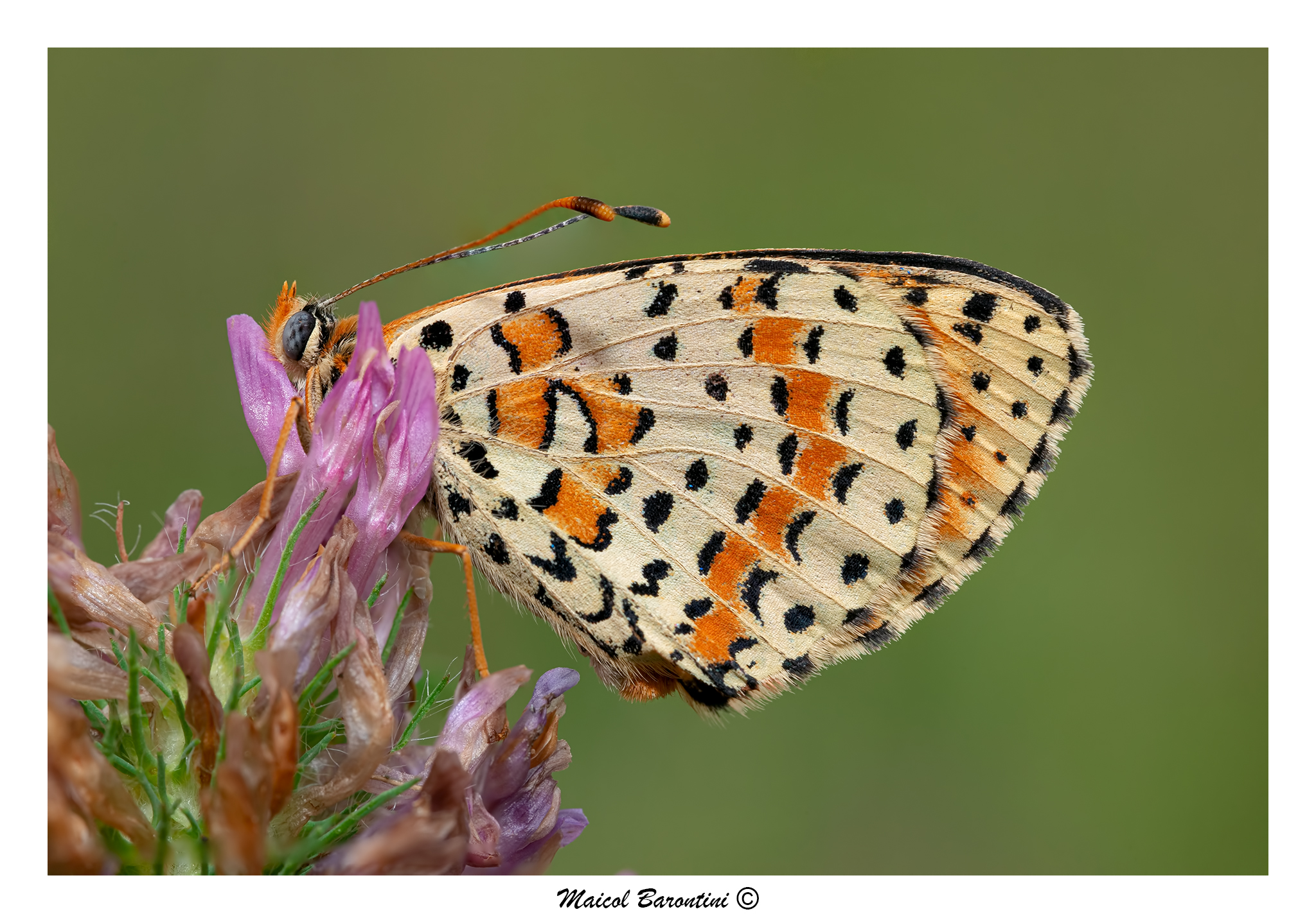 Nascosta fra i petali