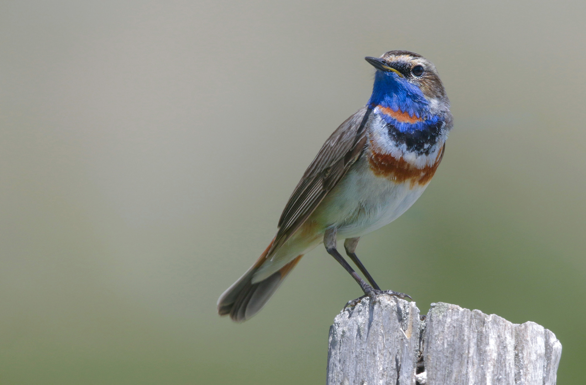 pettazzurro pettazzurro