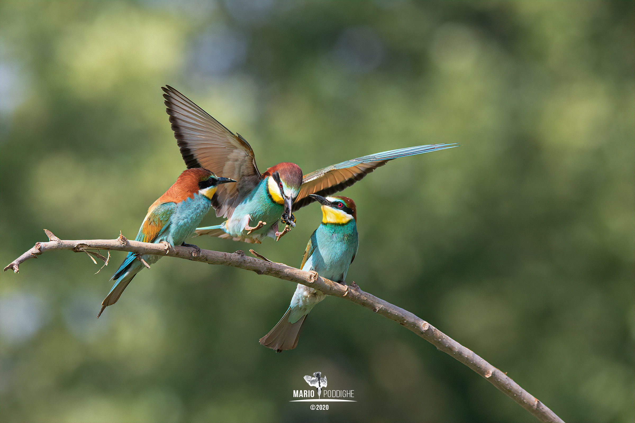 Paris, Elena and Aphrodite. the bumblebee of discord