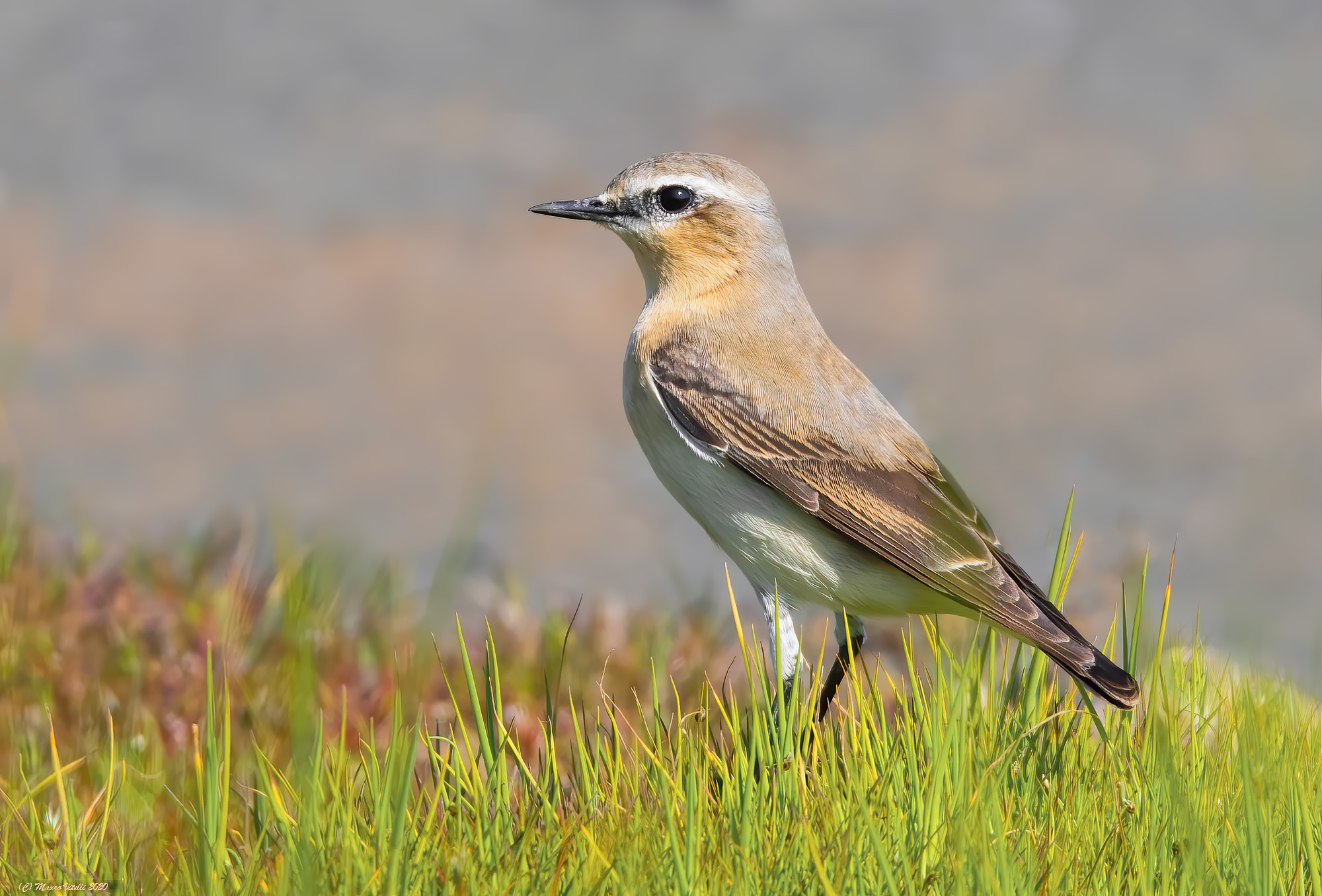Culbian (Oenanthe oenanthe)