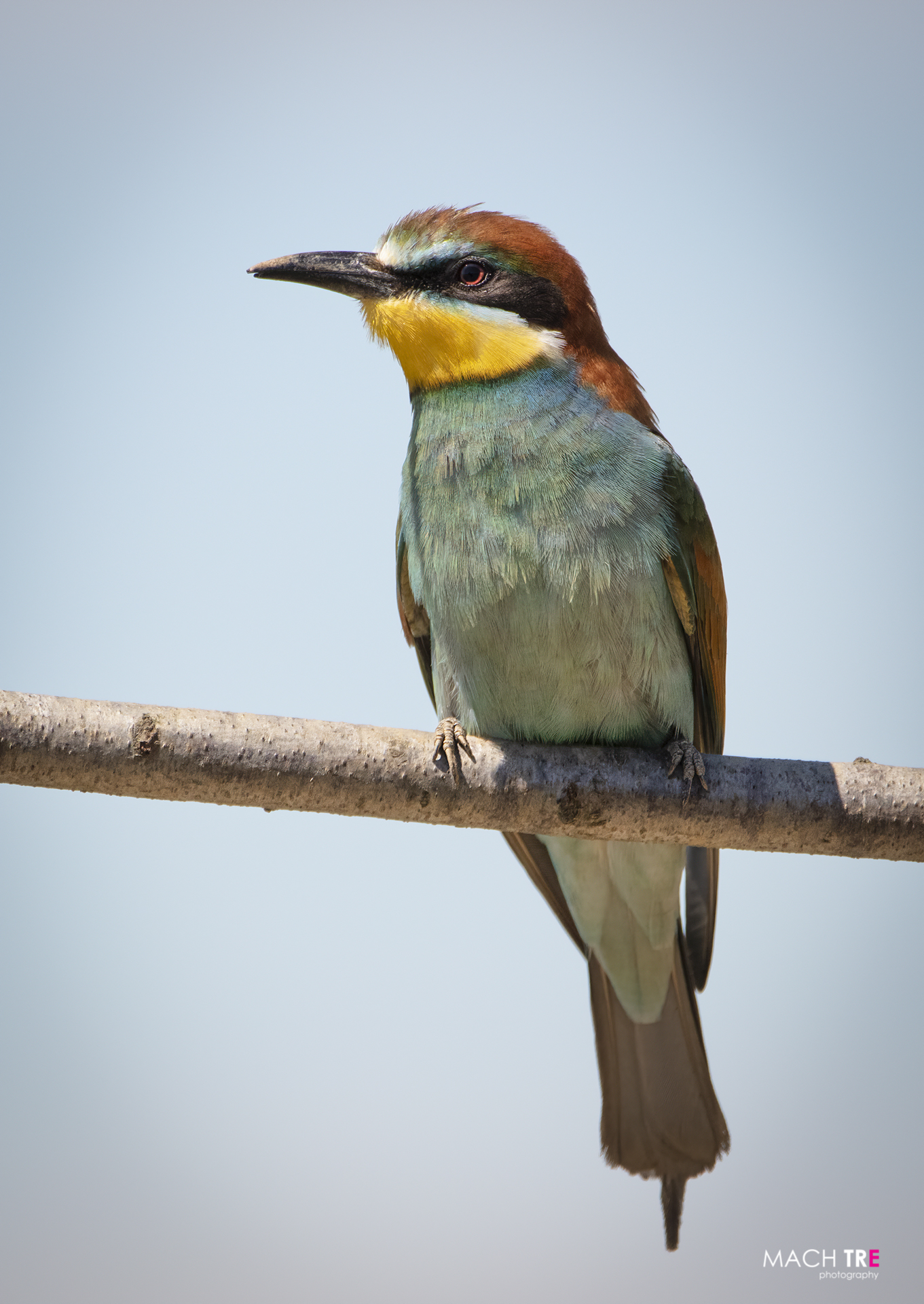 Bee-eater