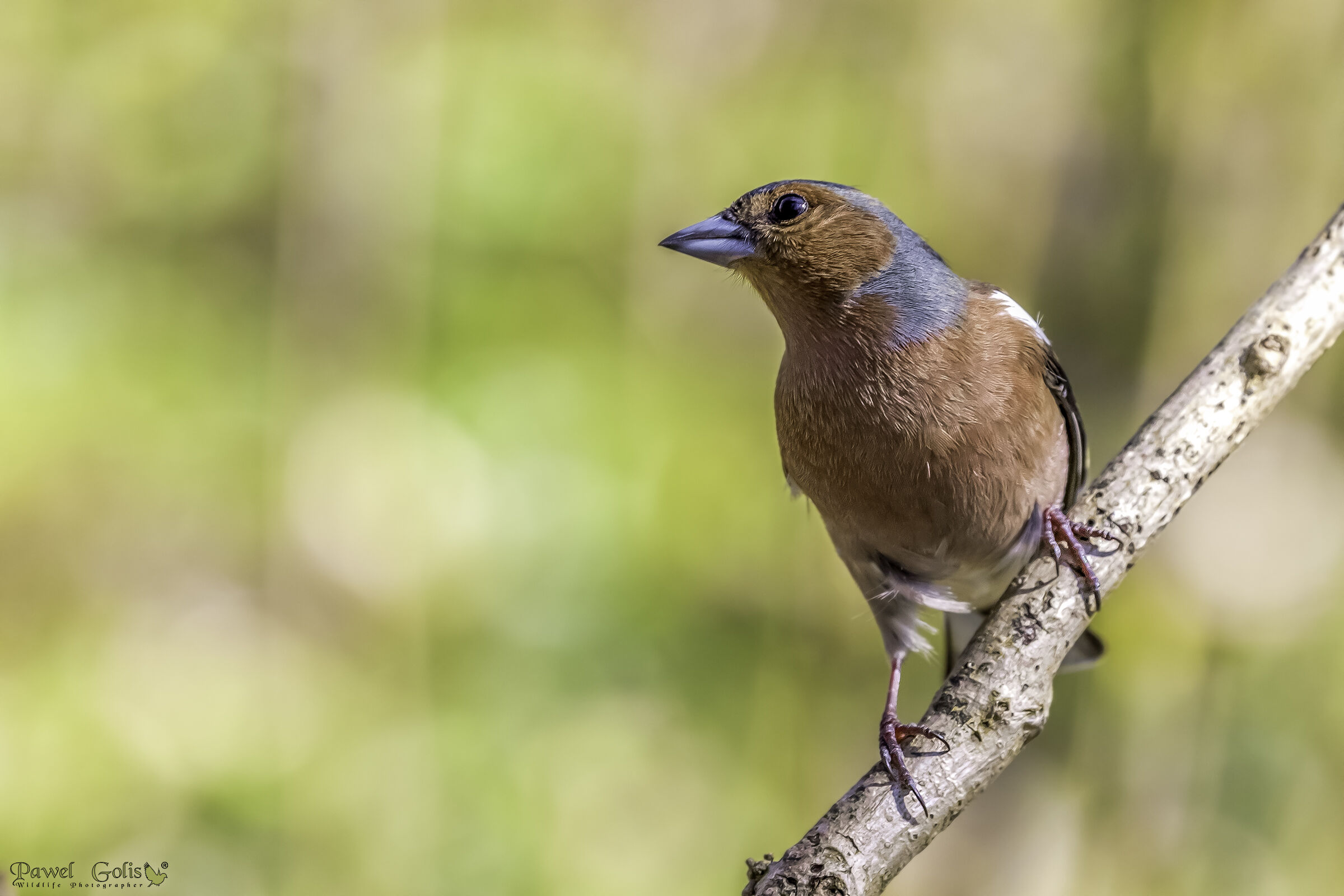 Chaffinch comune (Fringilla coelebs)
